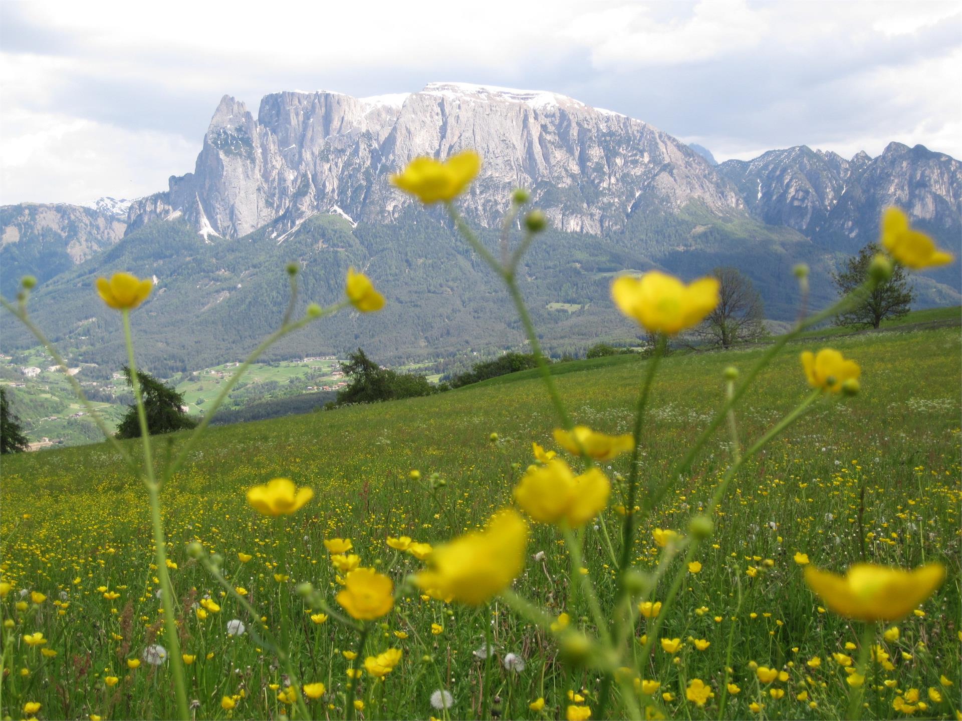 Fenn Promenade Renon 2 suedtirol.info