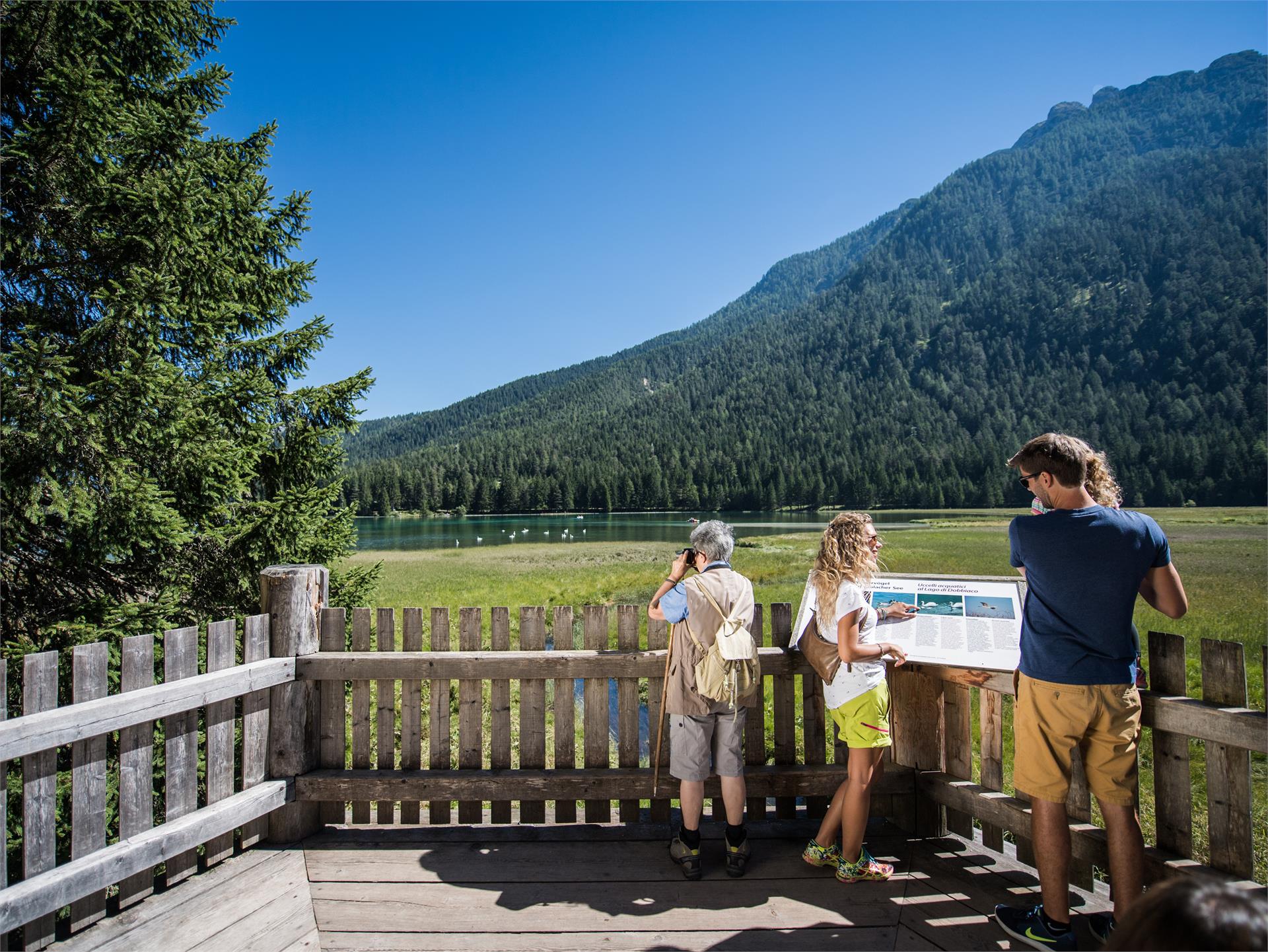 Passeggiata per famiglie: Dobbiaco – Lago di Dobbiaco – percorso naturalistico attorno al lago - Dobbiaco Dobbiaco 1 suedtirol.info
