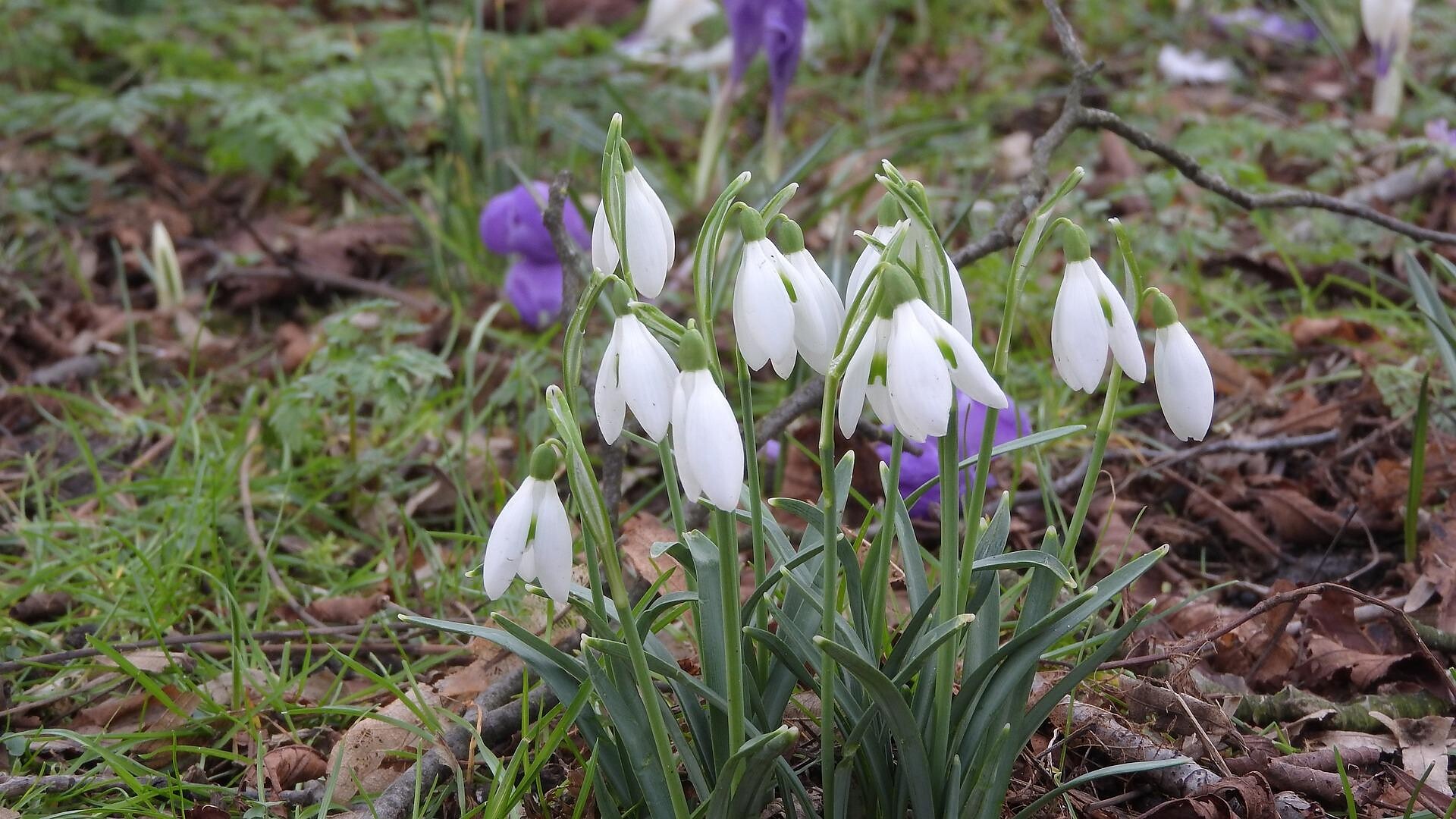 Frühlingstal