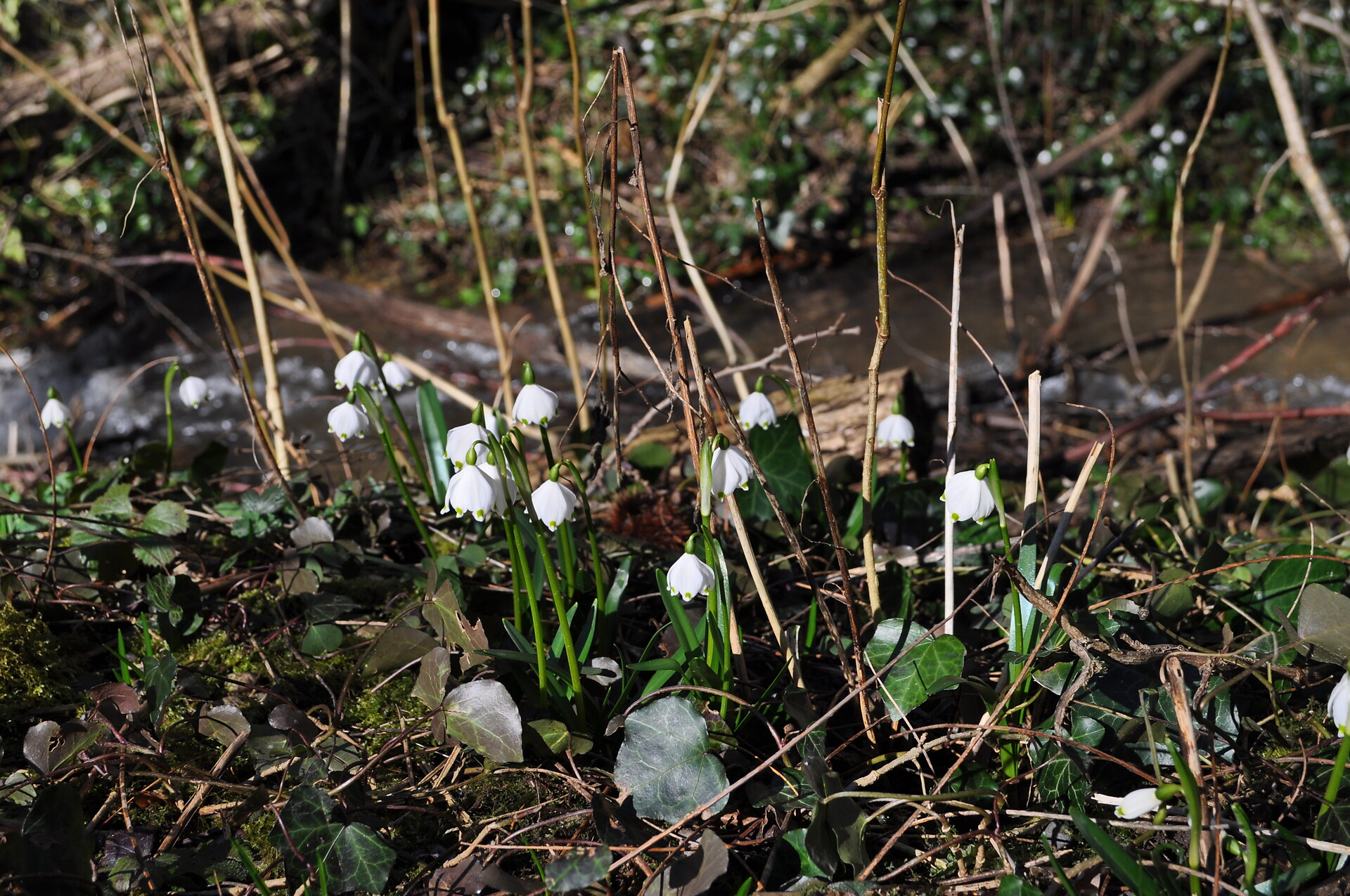 Frühlingstal