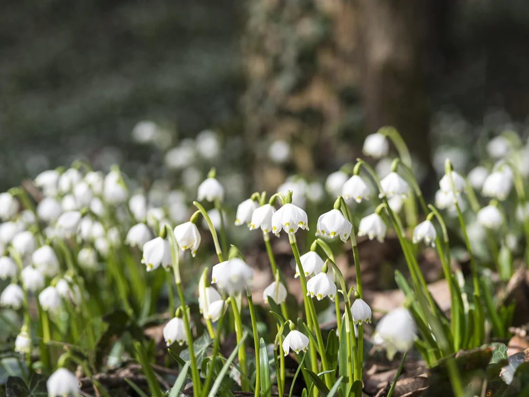 Escursione lunga nella Valle della Primavera