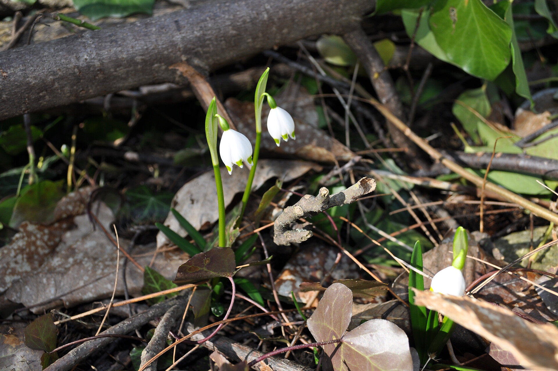 Frühlingstal_Kaltern_Eppan