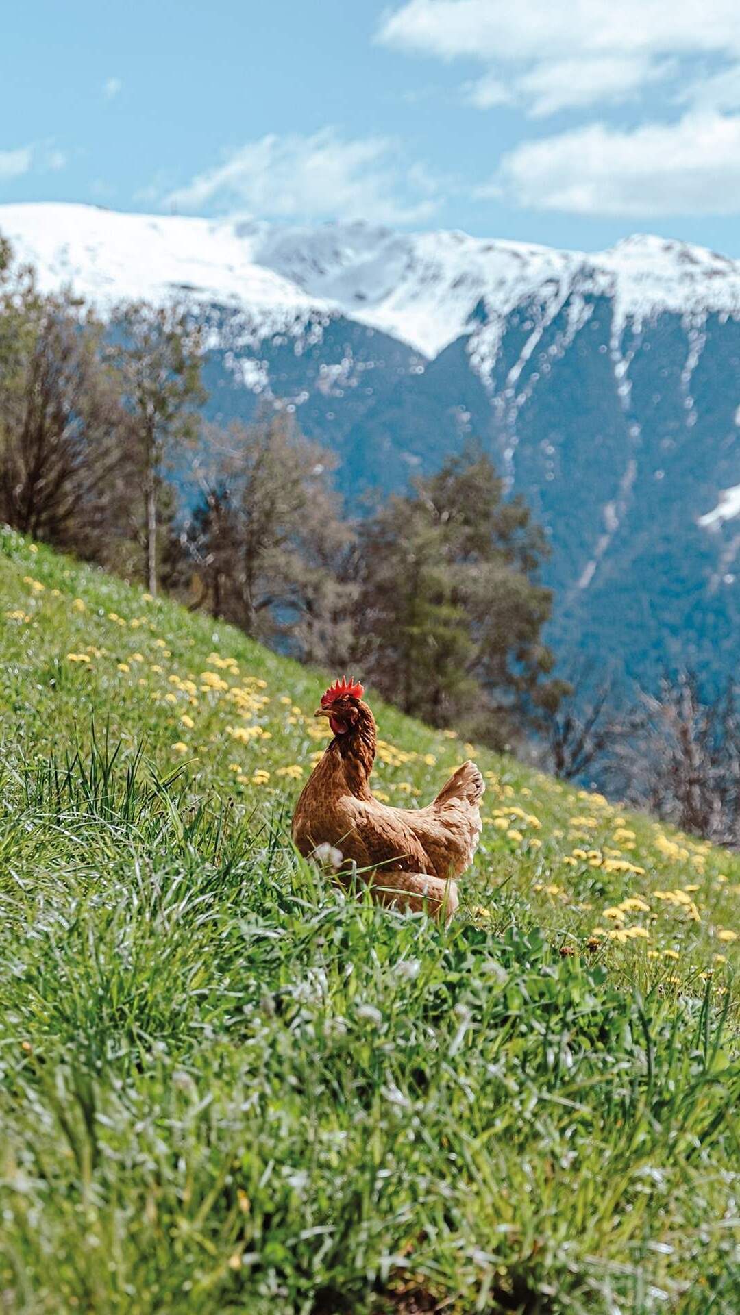 Gereuther Höfeweg - Brixen und Umgebung - #3 - suedtirol.info