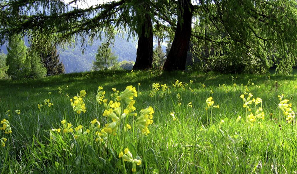 Geo-Trail - Botanical Instruction Trail Villnöss/Funes 2 suedtirol.info