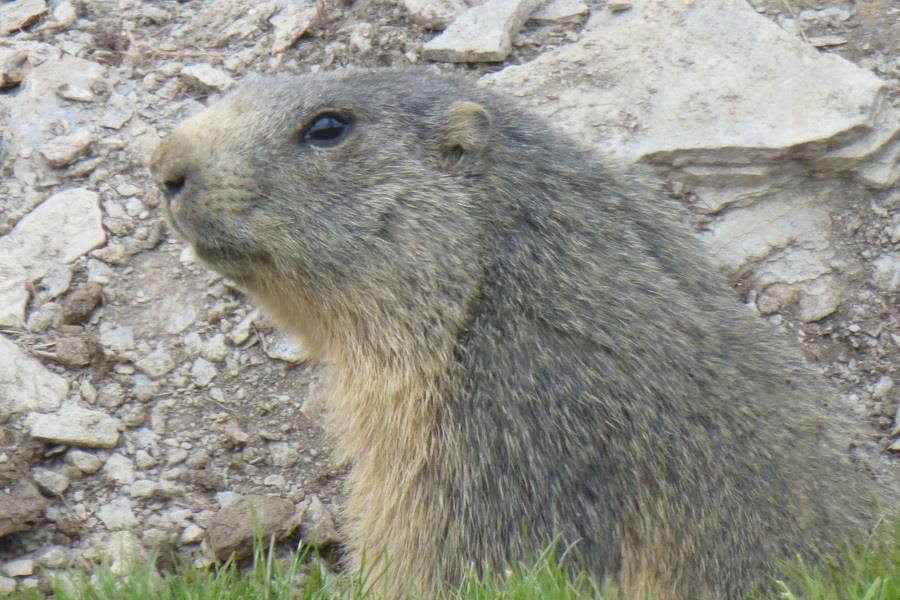 Gipfeltour zur Putzenhöhe Kiens 2 suedtirol.info