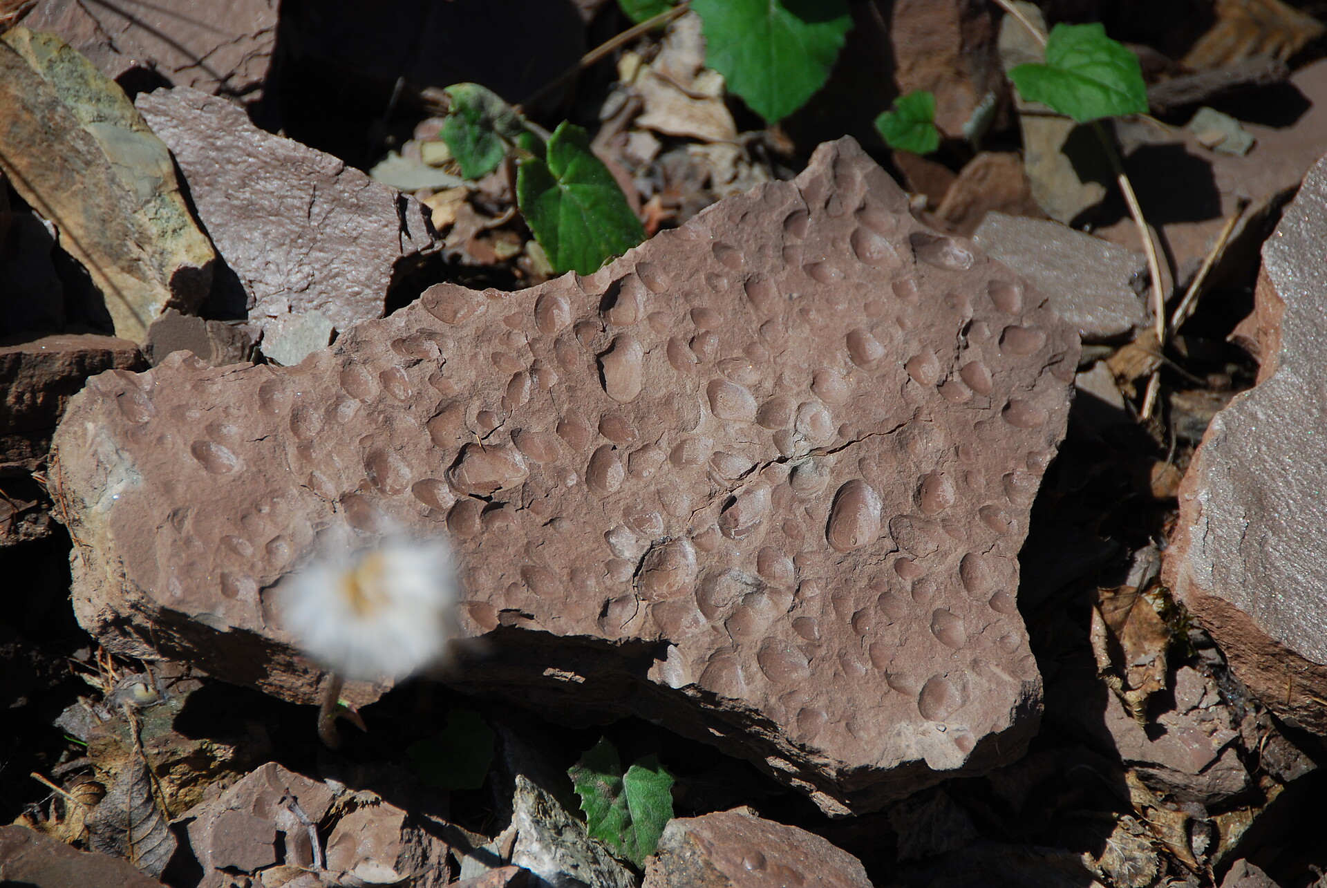 Geotrail Pufels