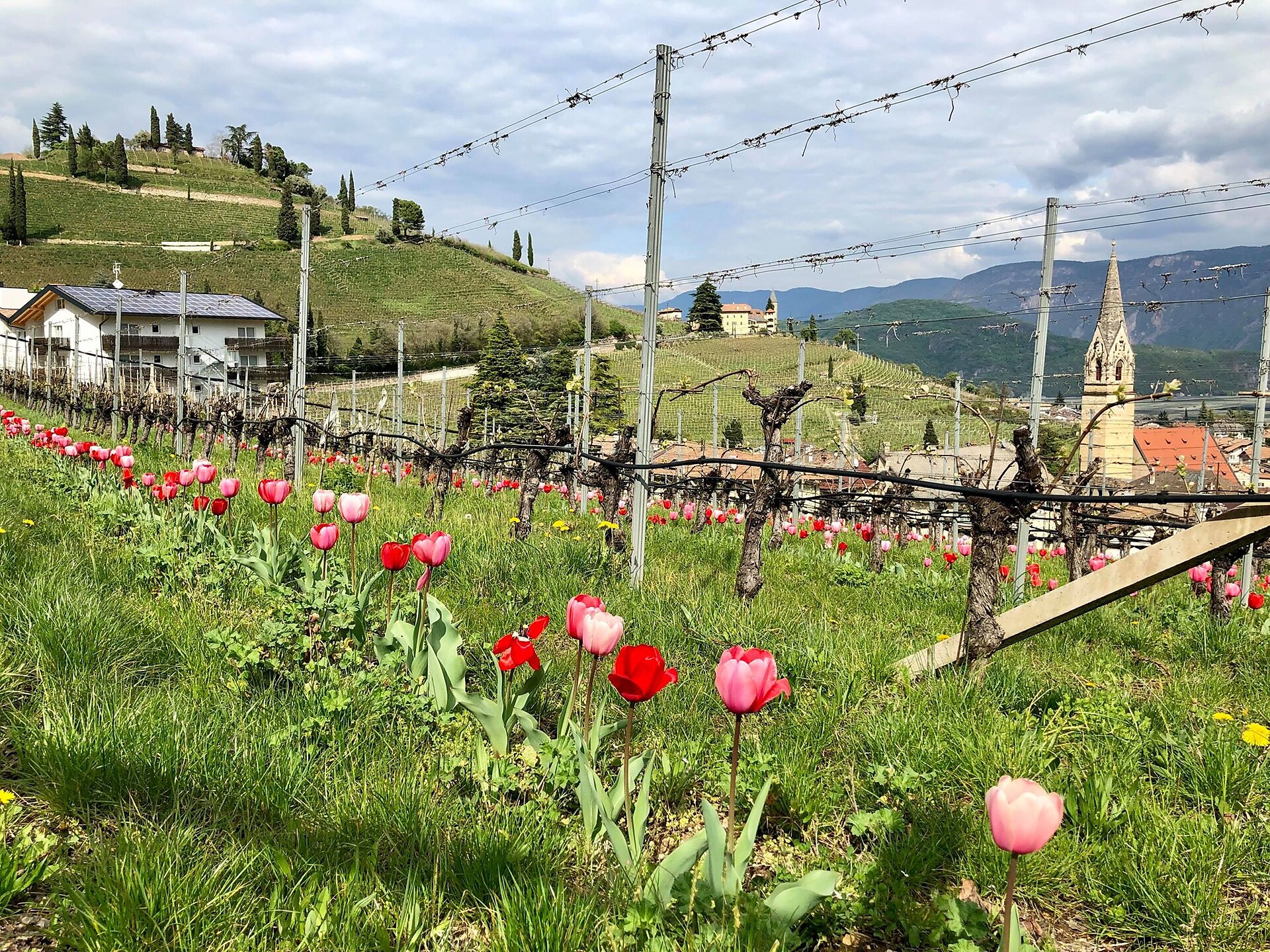 Gewürztraminer Weg - Südtiroler Weinstraße - #4 - suedtirol.info