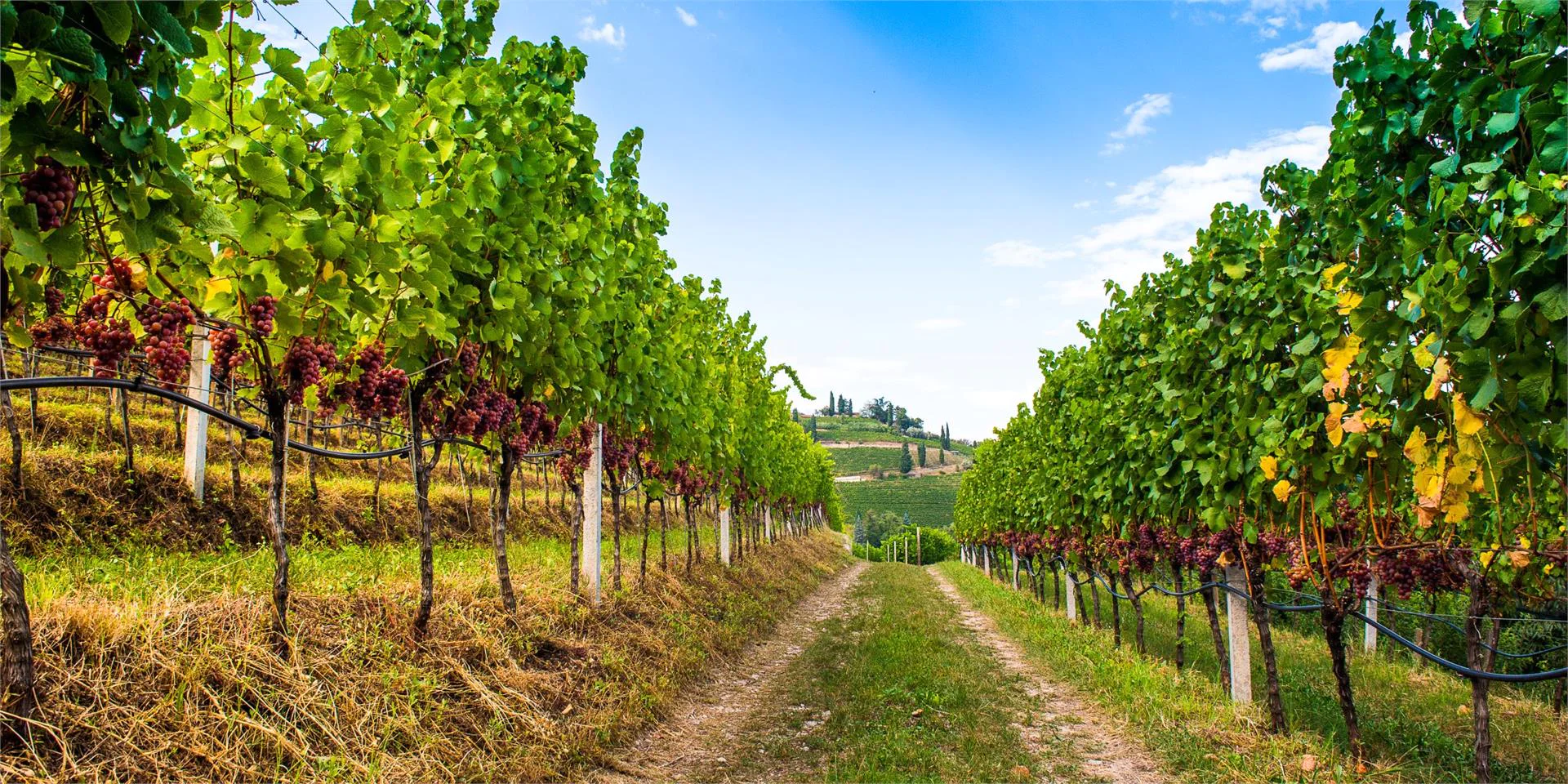 Passeggiata del Gewürztraminer Termeno sulla Strada del Vino 3 suedtirol.info