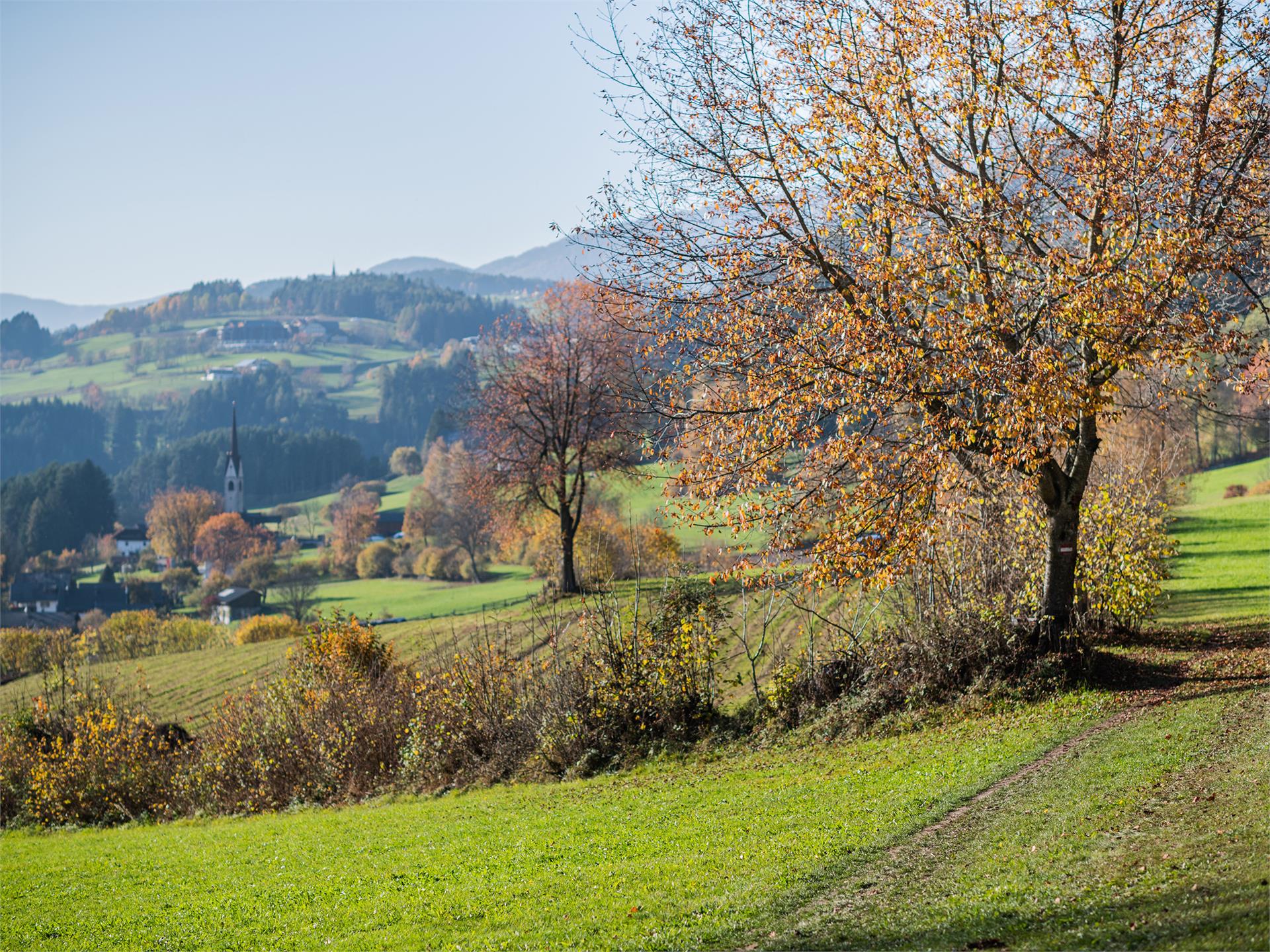 Collina del Miele/Honigbergweg Pfalzen/Falzes 1 suedtirol.info