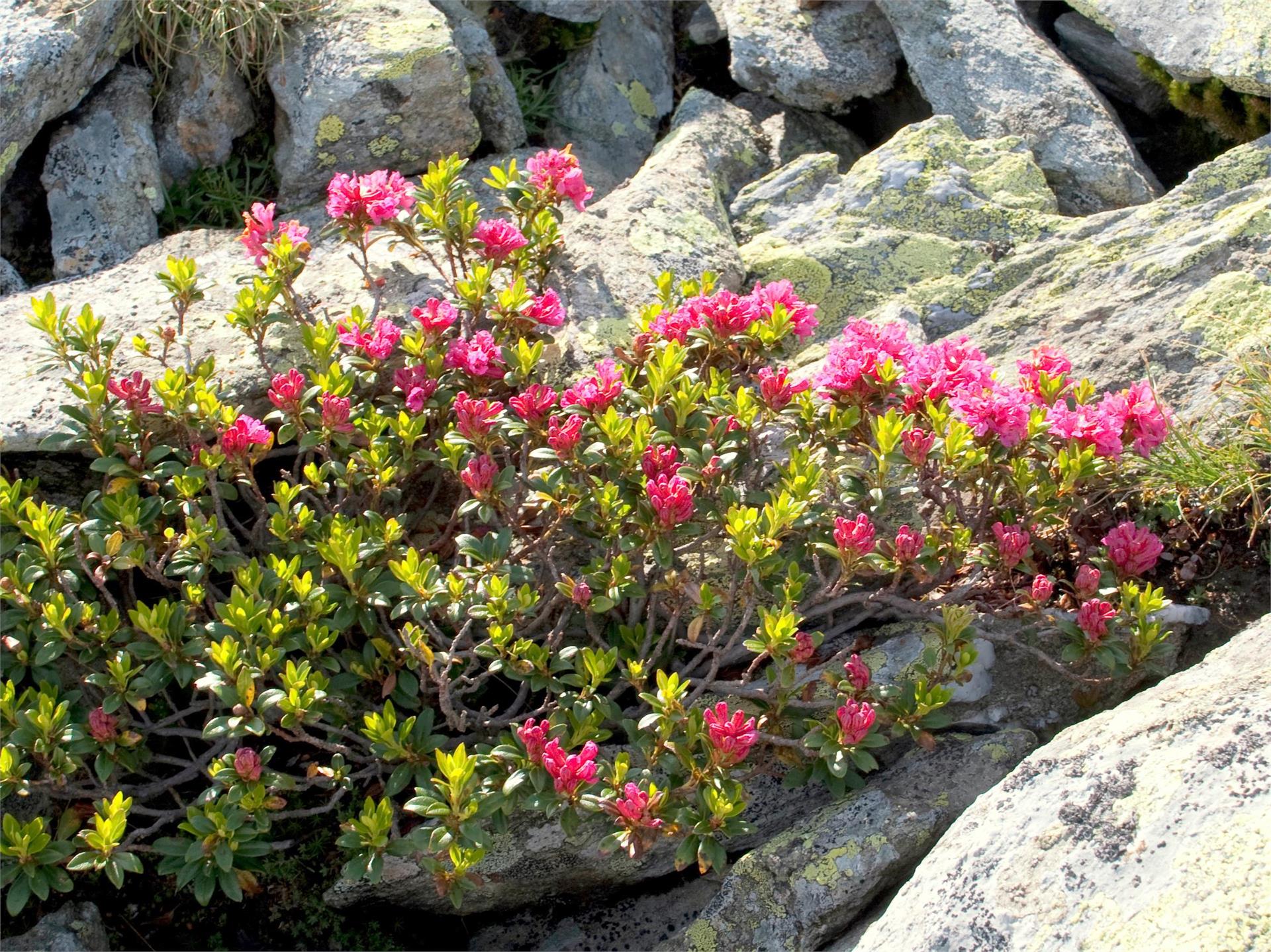 Hühnerspiel [giogo] – Trejer Alm (Äußere Michlreis Alm) [malga] – Purstein Höfe [masi] – Campo Tures Campo Tures 4 suedtirol.info