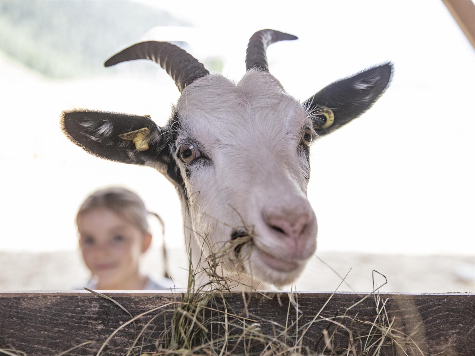 Hühnerspiel [giogo] Campo Tures 5 suedtirol.info