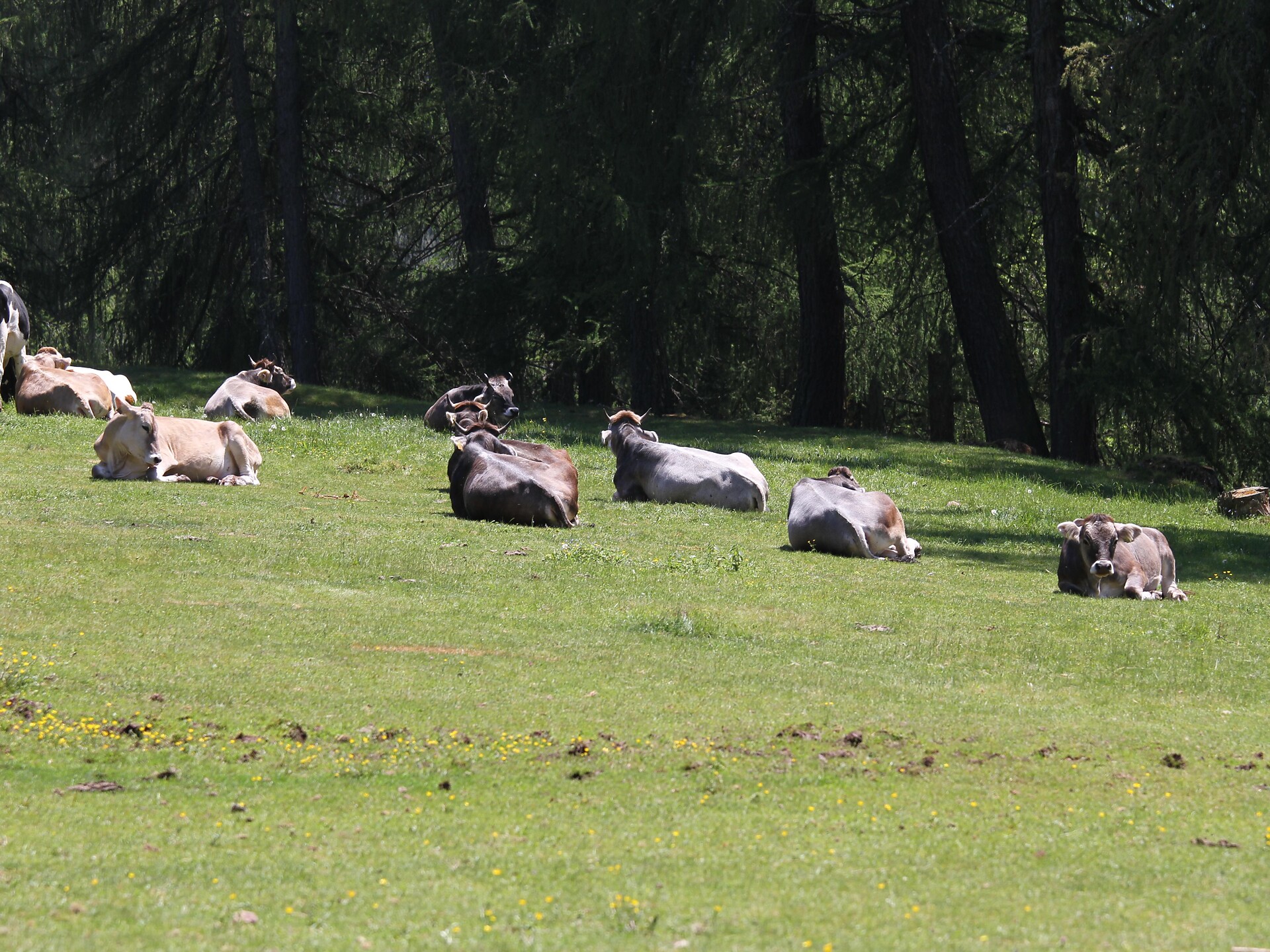 Tiere auf der Alm