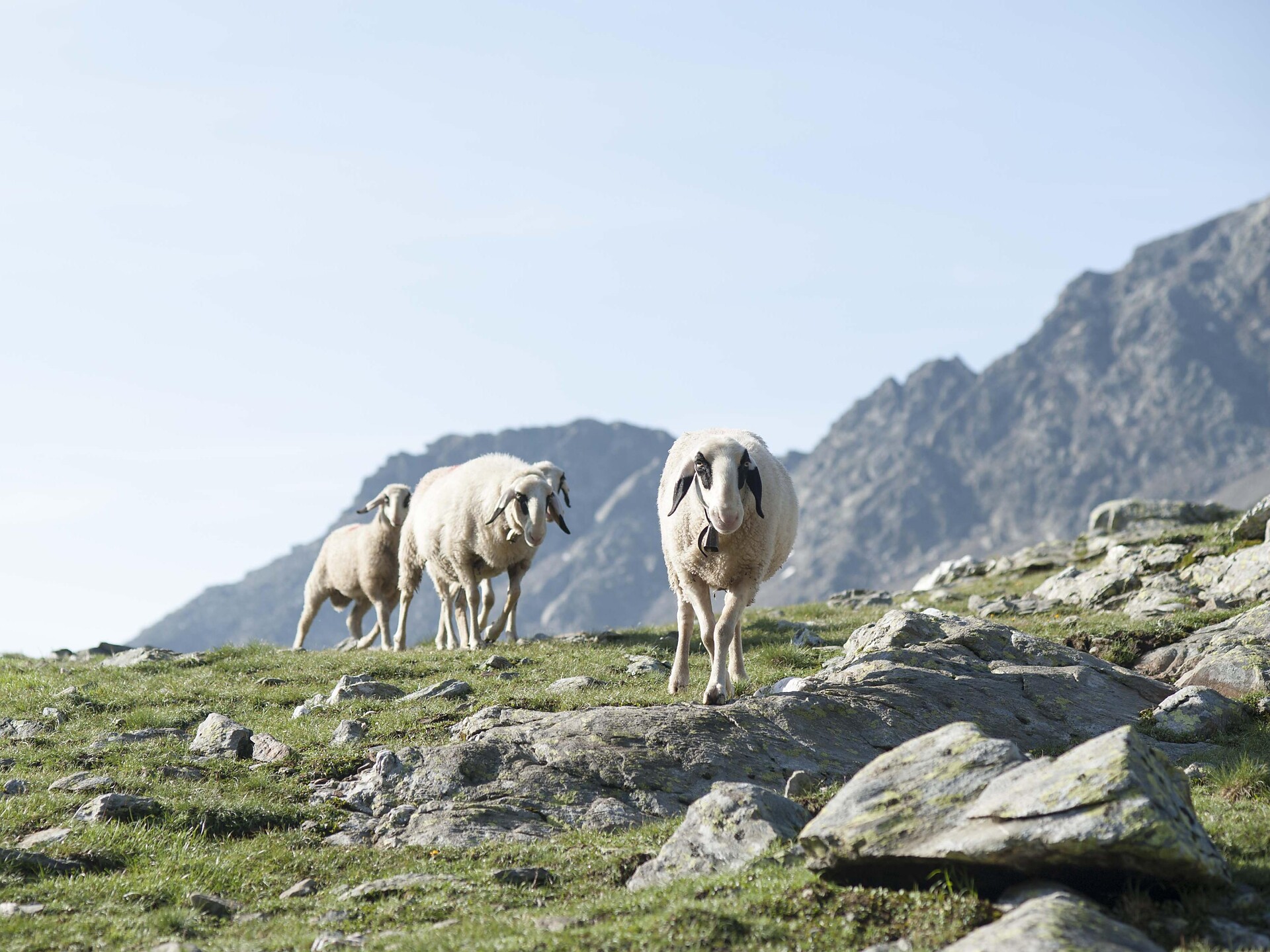 Sheeps on the Hufeisentour