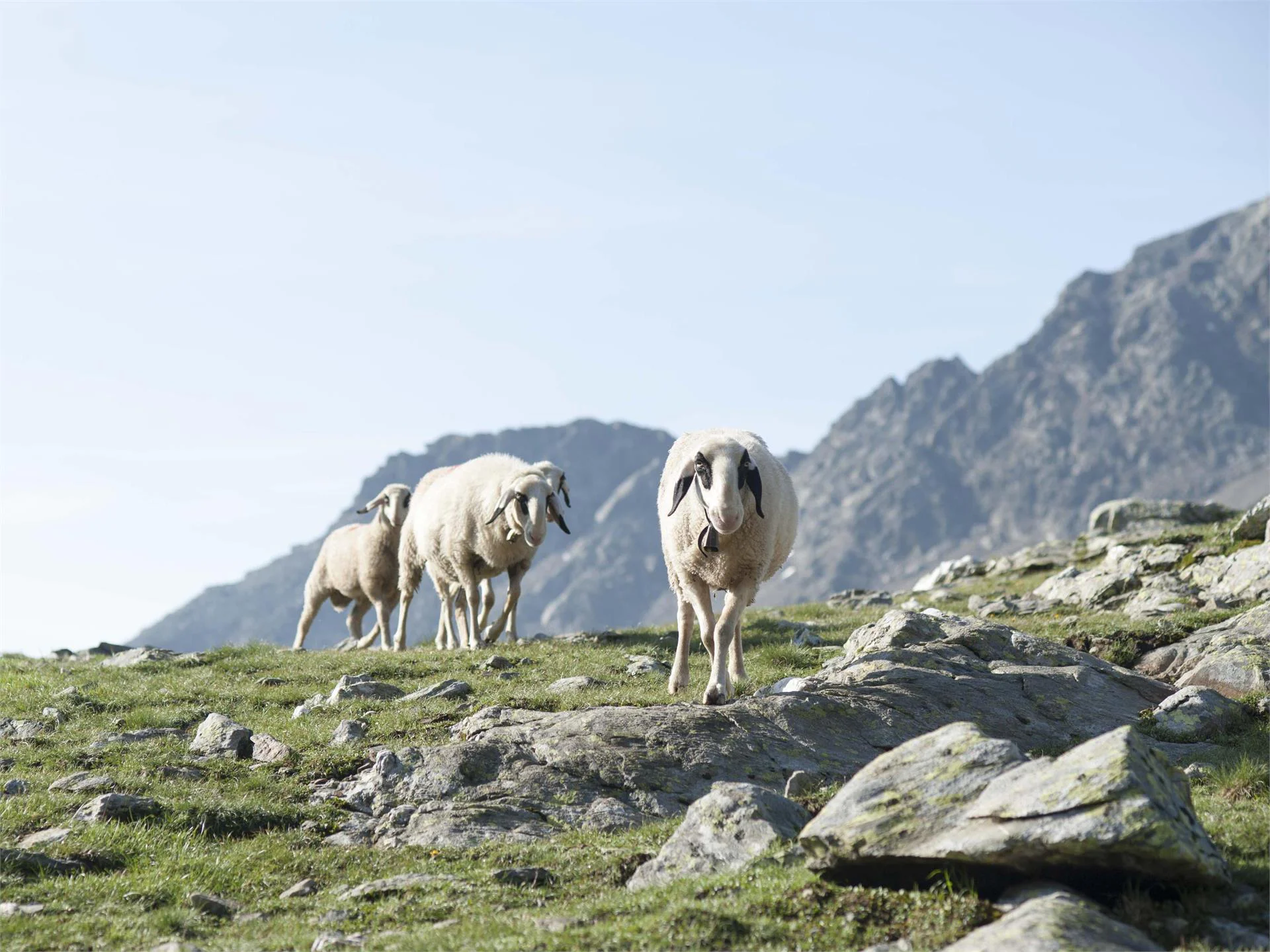 Hufeisentour - high mountain trail along the Sarntal Alps Hafling/Avelengo 3 suedtirol.info