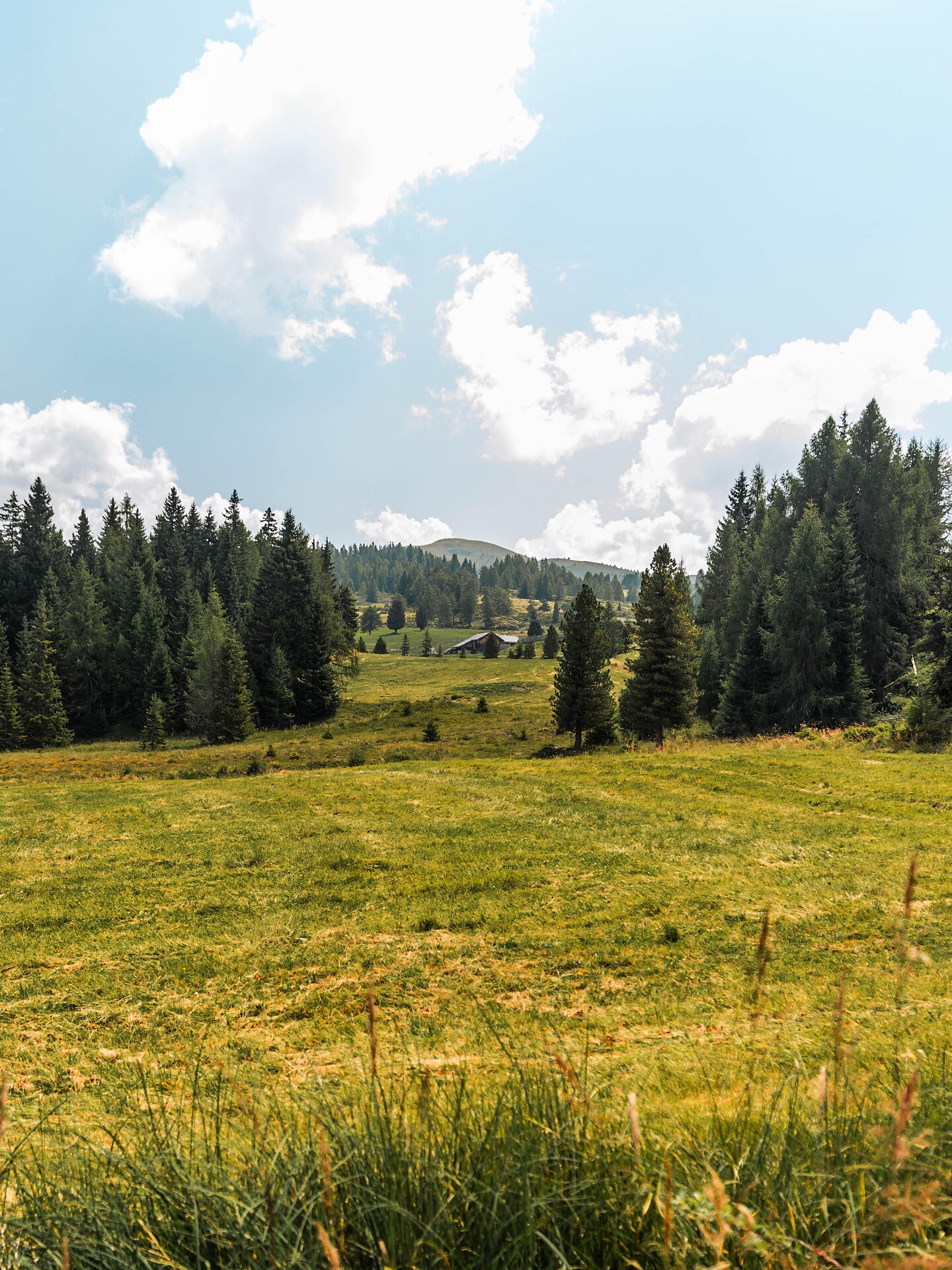 Hike from Ellen to the Rodenecker-Lüsner Alm - Dolomites Region Kronplatz/Plan de Corones - #7 - suedtirol.info