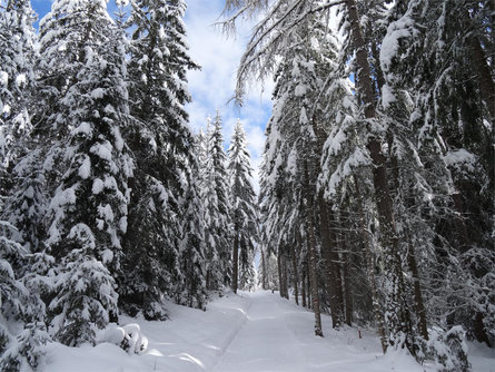 Escursione invernale da San Felice a Schönegg fino al Lago di Tret Senale-S.Felice 2 suedtirol.info