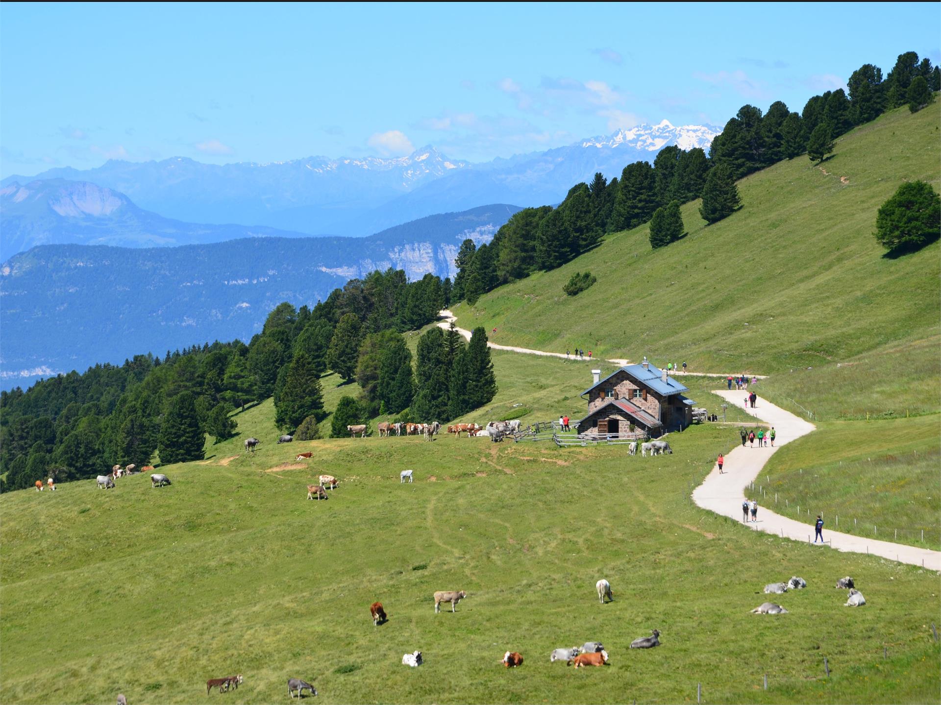 Oclini - mountain huts Aldein/Aldino 2 suedtirol.info