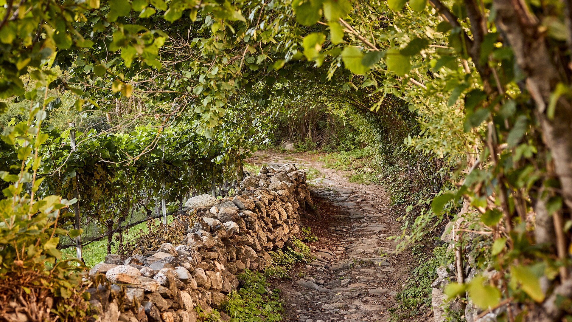 Monastery Walls, Vineyards and the Archaeological Trail - Brixen/Bressanone and environs - #1 - suedtirol.info