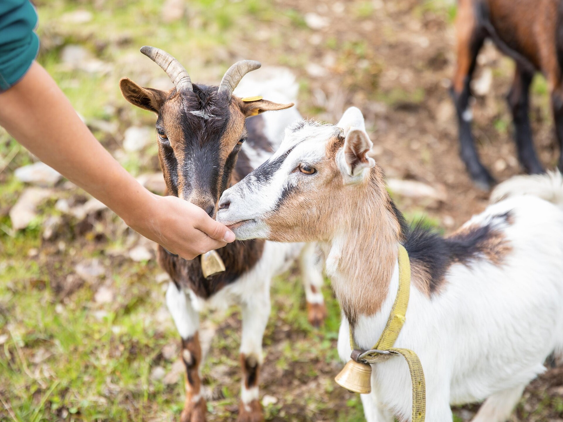 Kleiner Nock [hillock] - Ahrntal/Valle Aurina - #3 - suedtirol.info