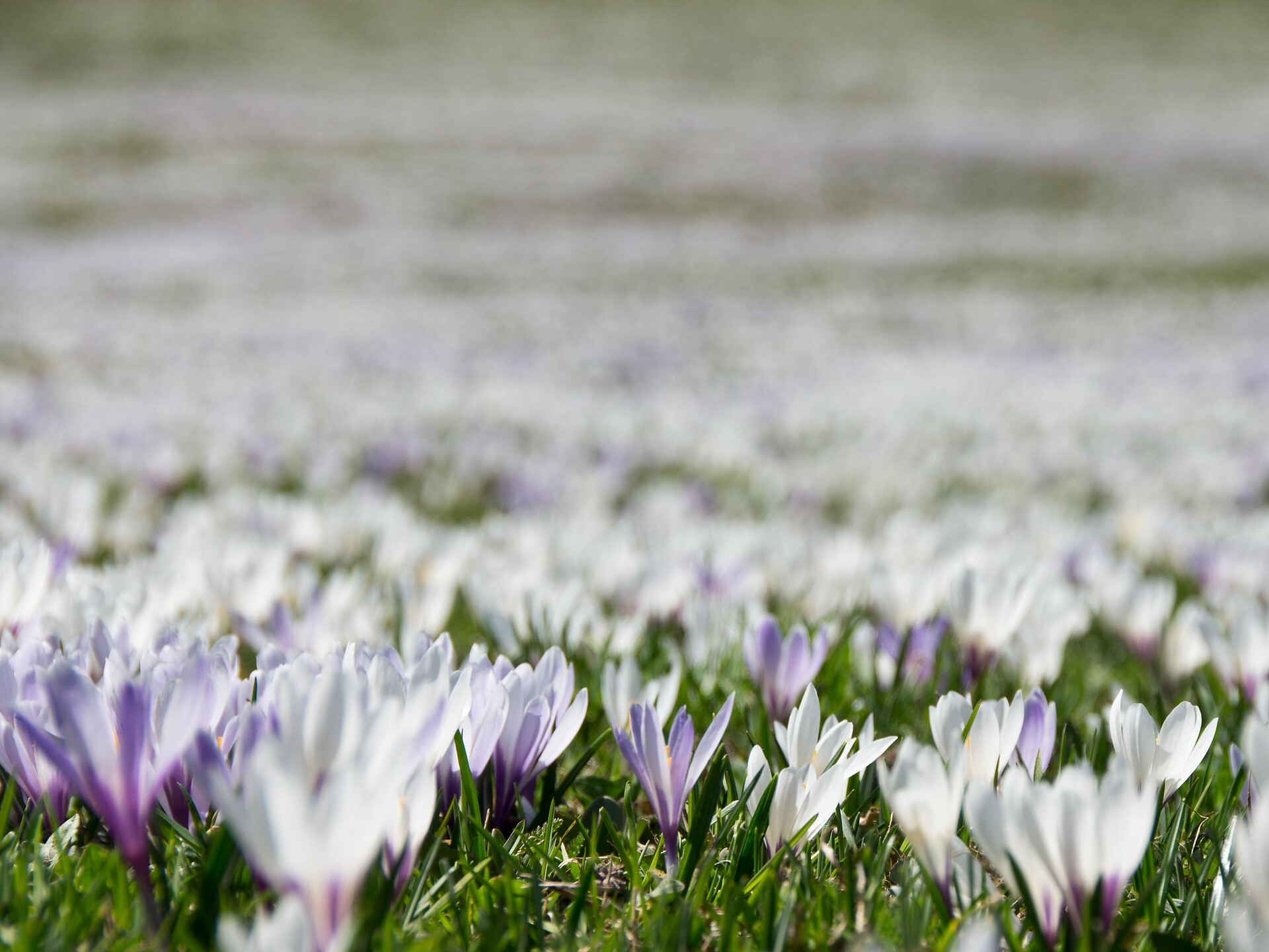 Way of the Cross path during the crocus bloom - Ahrntal/Valle Aurina - #2 - suedtirol.info