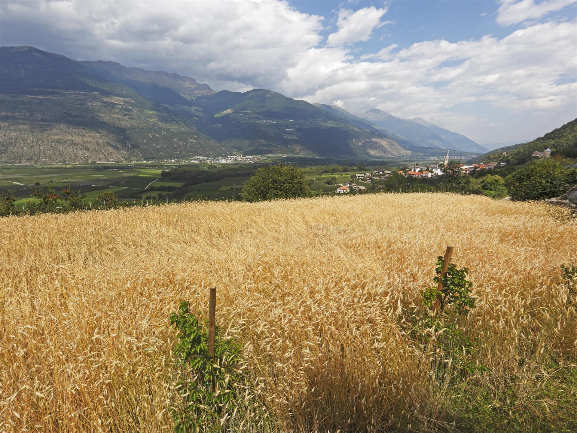 Cultural Hiking Tour to Cengles Prad am Stilfser Joch/Prato allo Stelvio 1 suedtirol.info