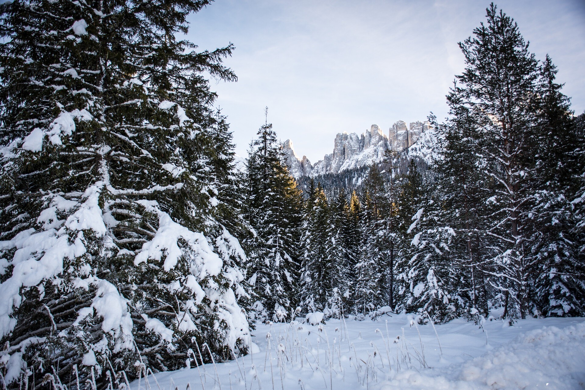 Winter woodland