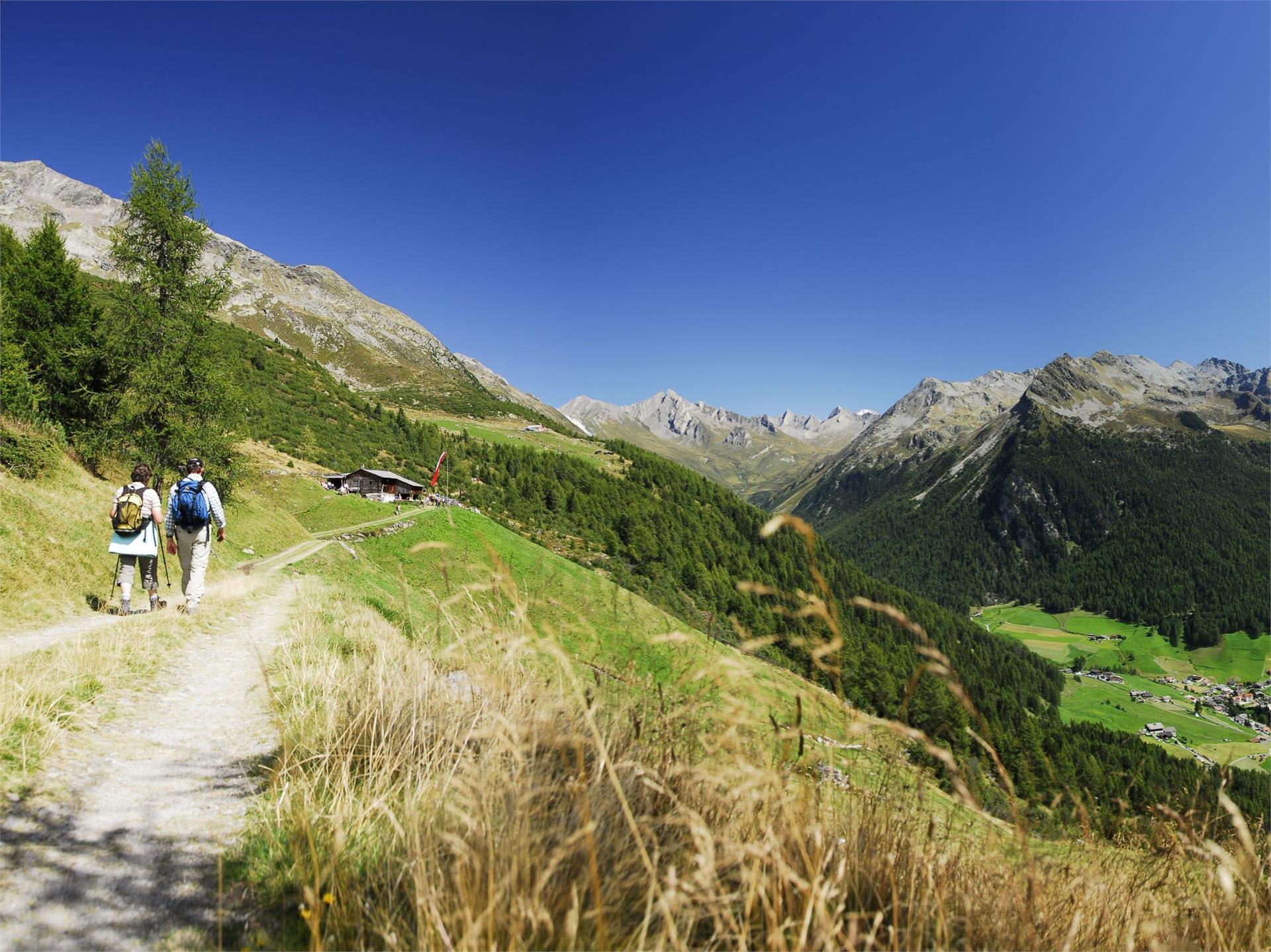Biocoenosis - high alpine vegetation Sand in Taufers/Campo Tures 1 suedtirol.info