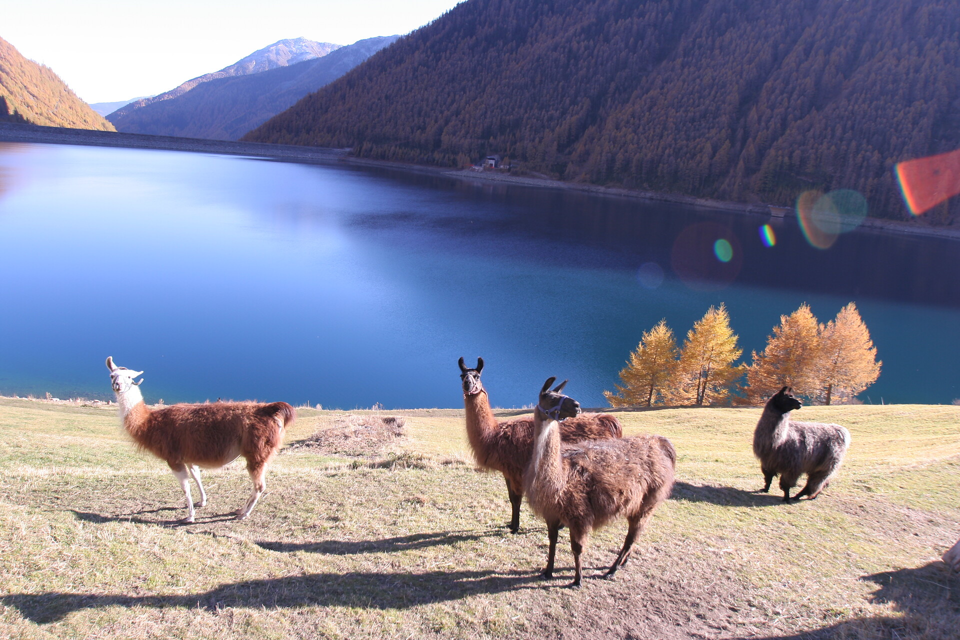 Trailrun: Seeumrundung am Vernagter Stausee Schnals 2 suedtirol.info