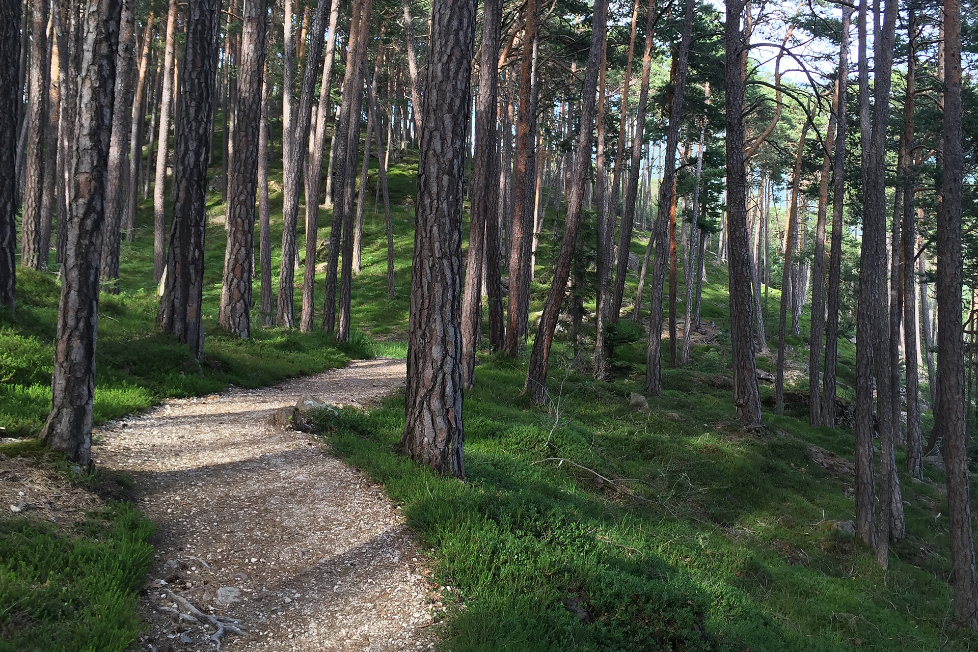 Laranzer Wald