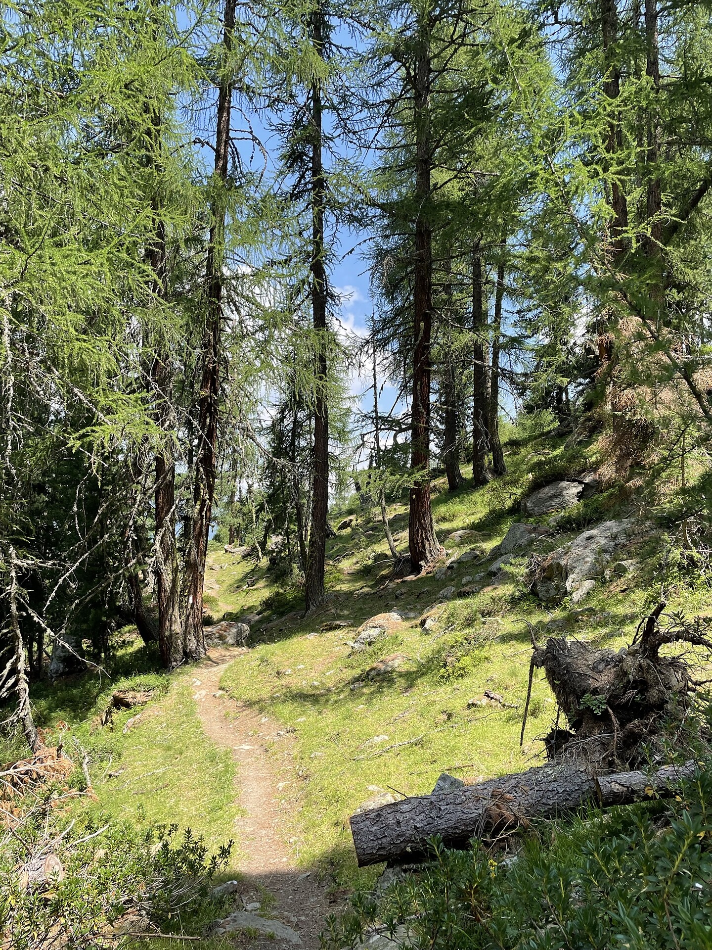Lärchenweg Stilfs 2 suedtirol.info