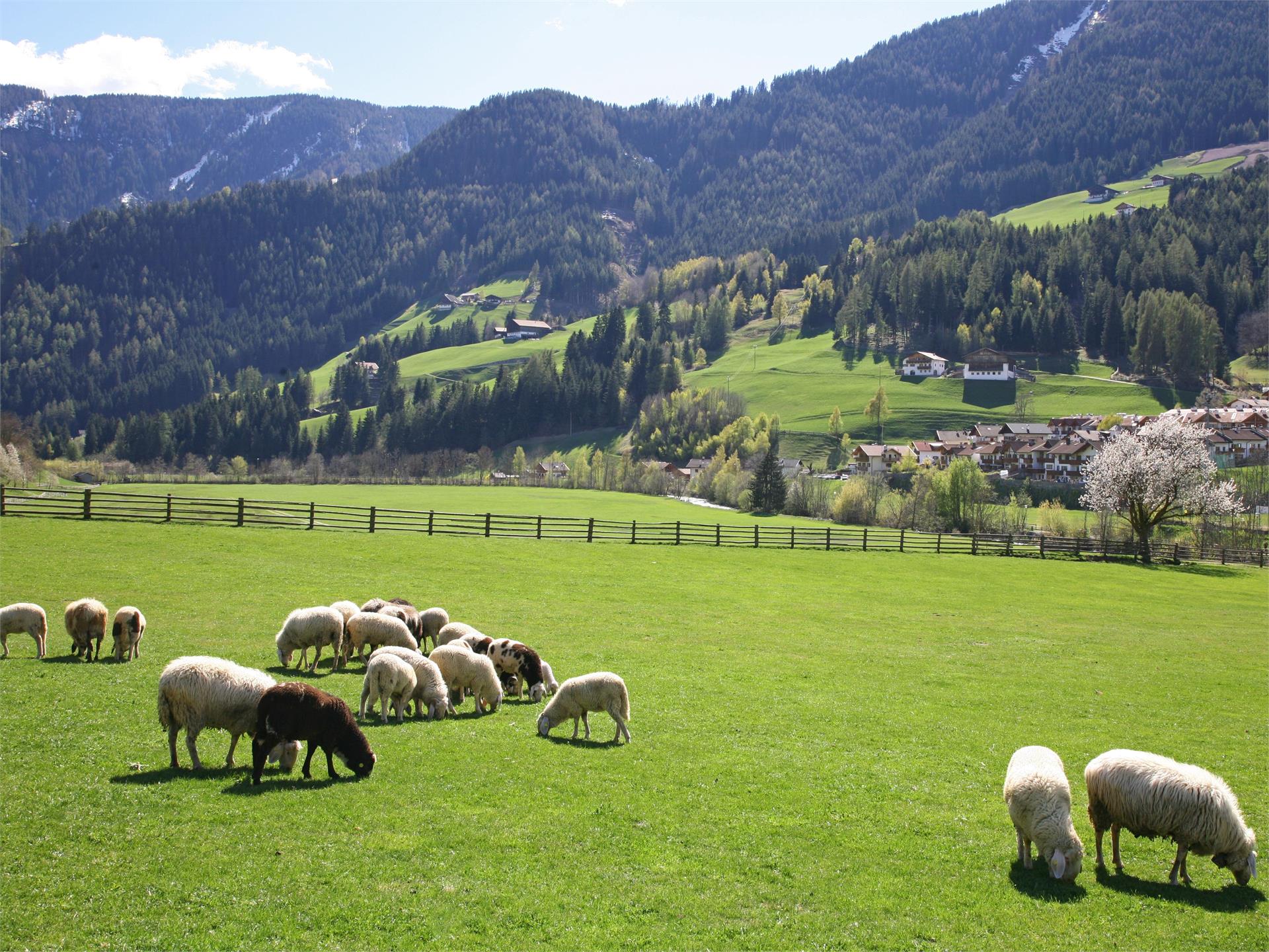Laufen auf der Talferpromenade Sarntal 2 suedtirol.info