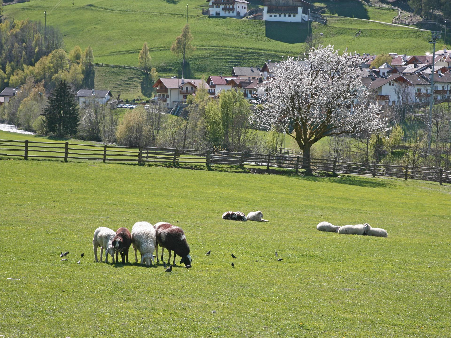 Laufen auf der Talferpromenade Sarntal 1 suedtirol.info