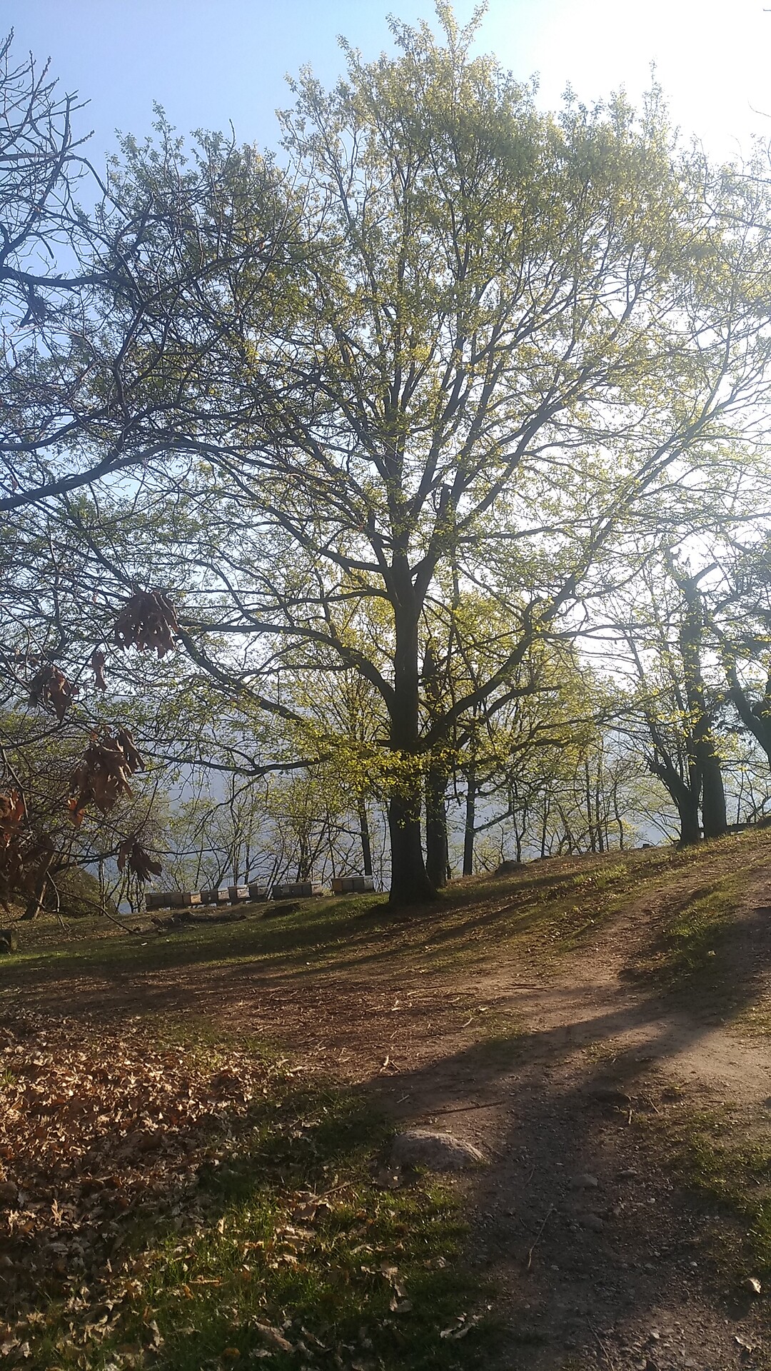 apiary in spring on Schlosspichl