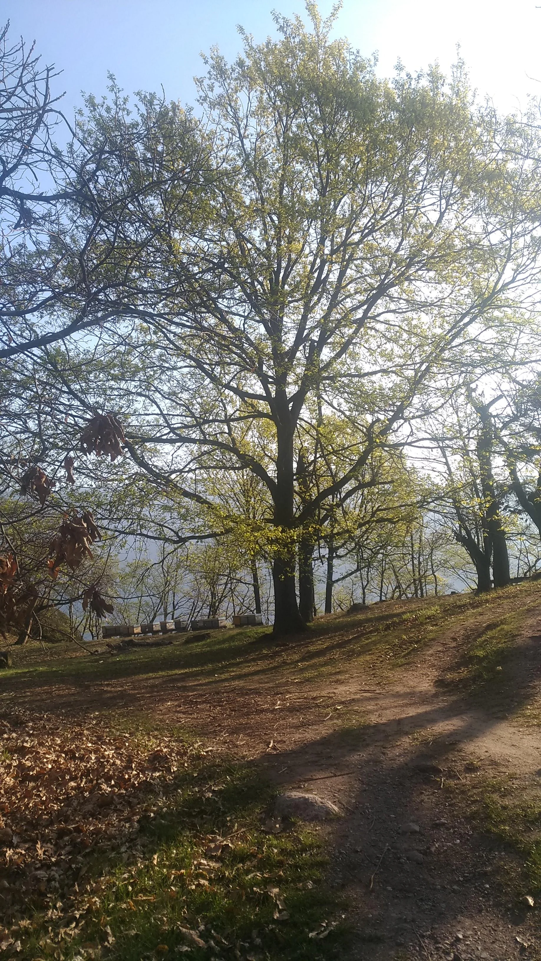 Easy excursion to the bittner farm Andrian/Andriano 4 suedtirol.info