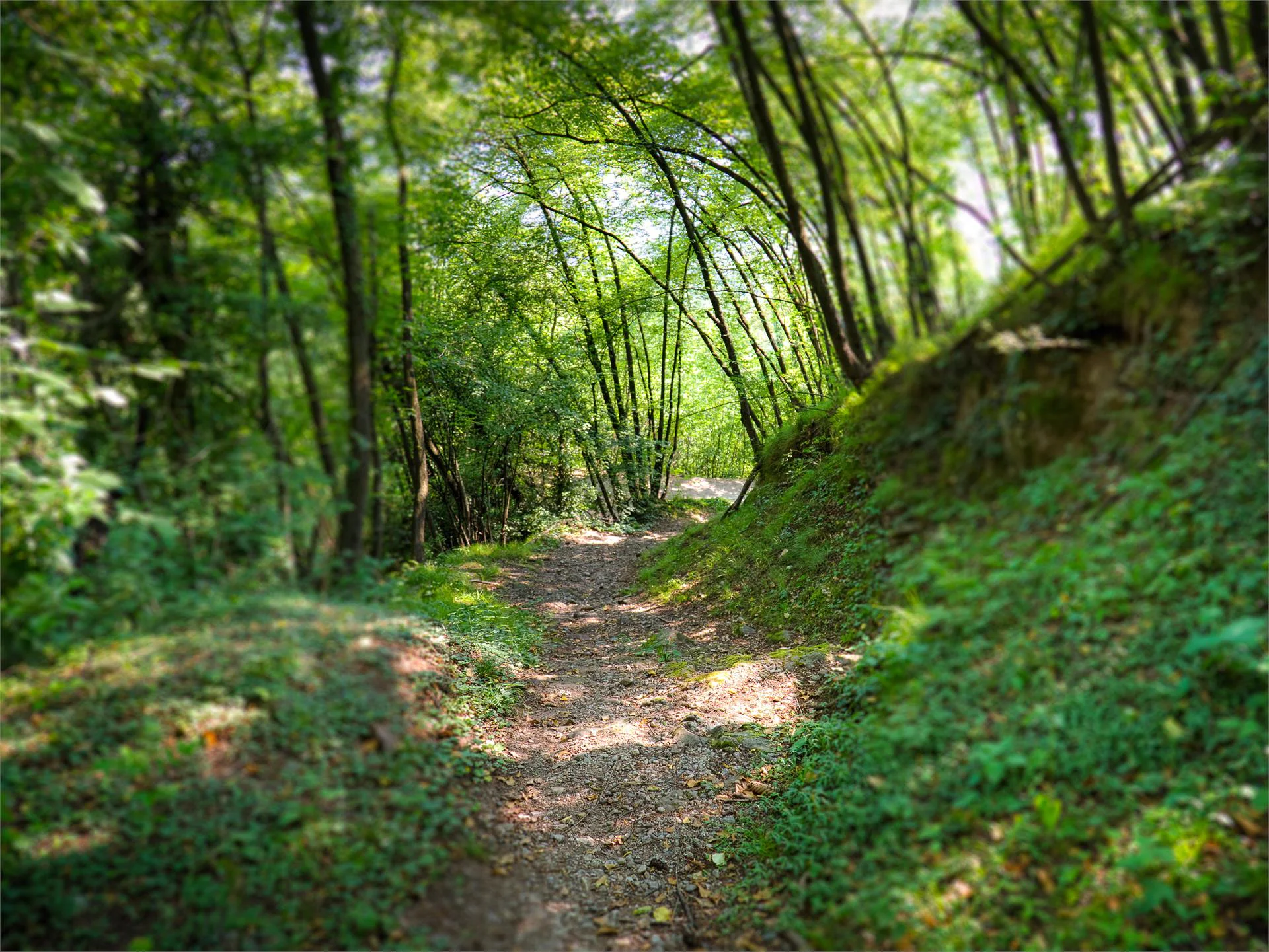 Easy excursion to the bittner farm Andrian/Andriano 5 suedtirol.info