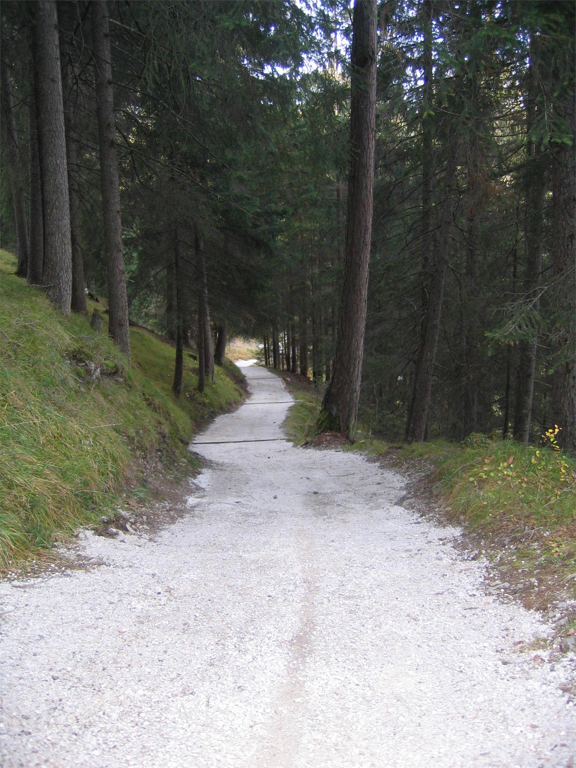 Laufen am Waldrand St.Ulrich 3 suedtirol.info