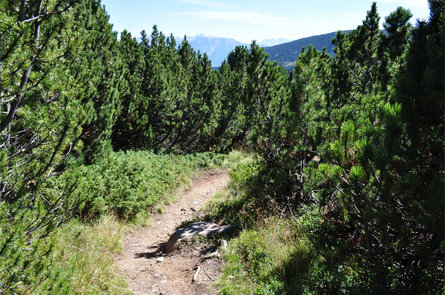 trail "mountain pine" Villanders/Villandro 2 suedtirol.info