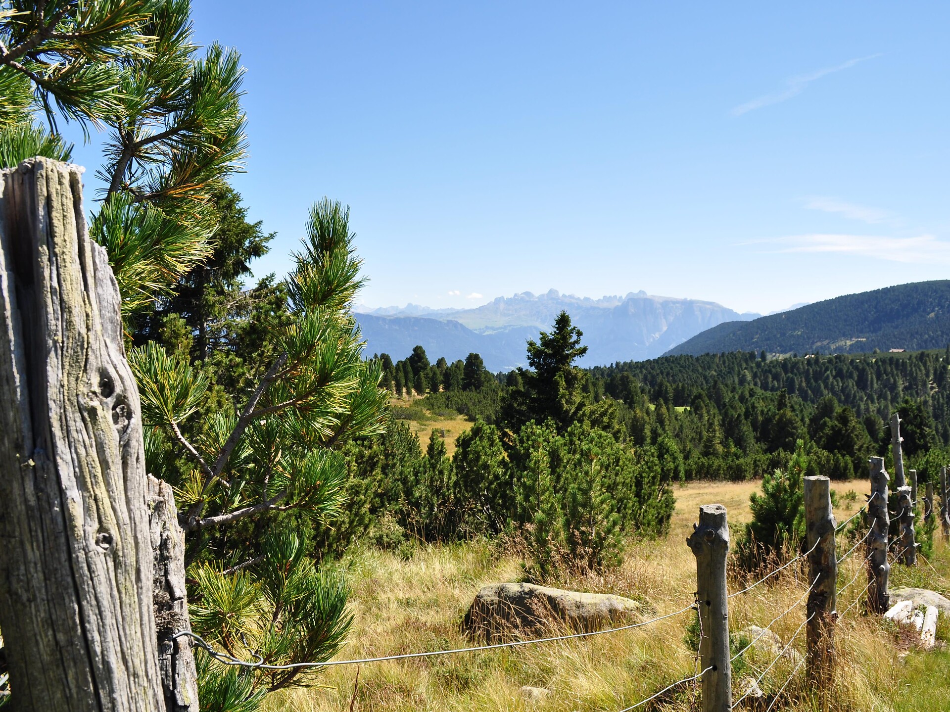 trail "mountain pine" - Brixen/Bressanone and environs - #1 - suedtirol.info