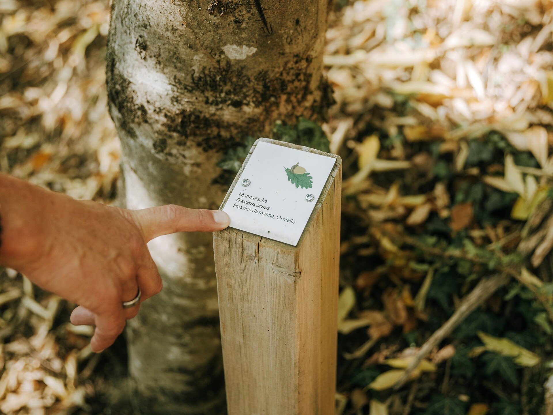 Lana Aichbergweg - Meran/Merano and environs - #4 - suedtirol.info