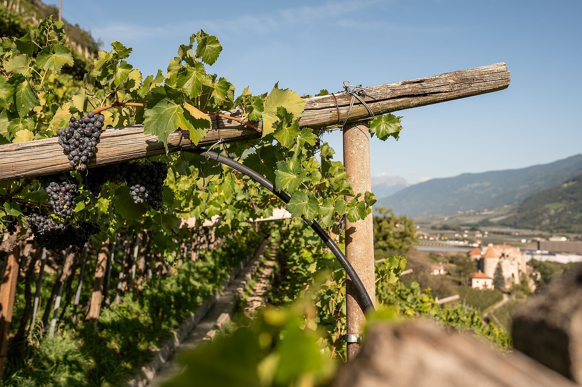 "Latschanderwaal" irrigation channel path (Copy) - Vinschgau/Val Venosta - #1 - suedtirol.info