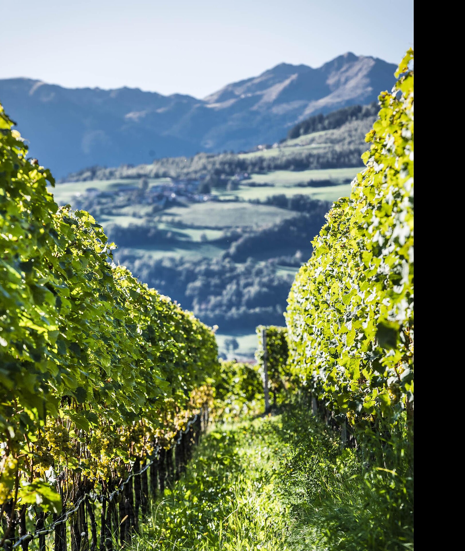 Laitacher Weinwanderweg - Brixen und Umgebung - #3 - suedtirol.info