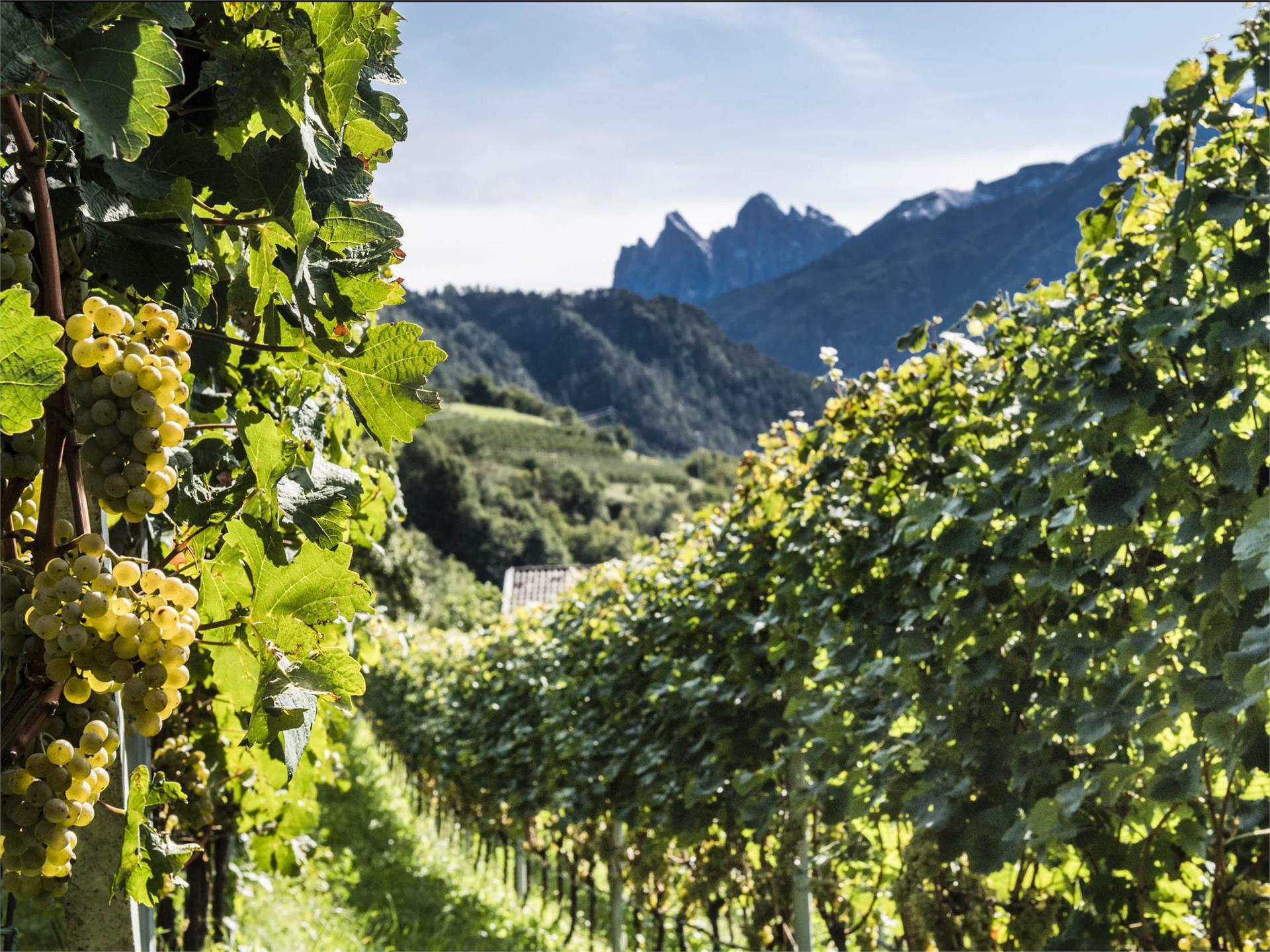 Laitacher Weinwanderweg Klausen 1 suedtirol.info