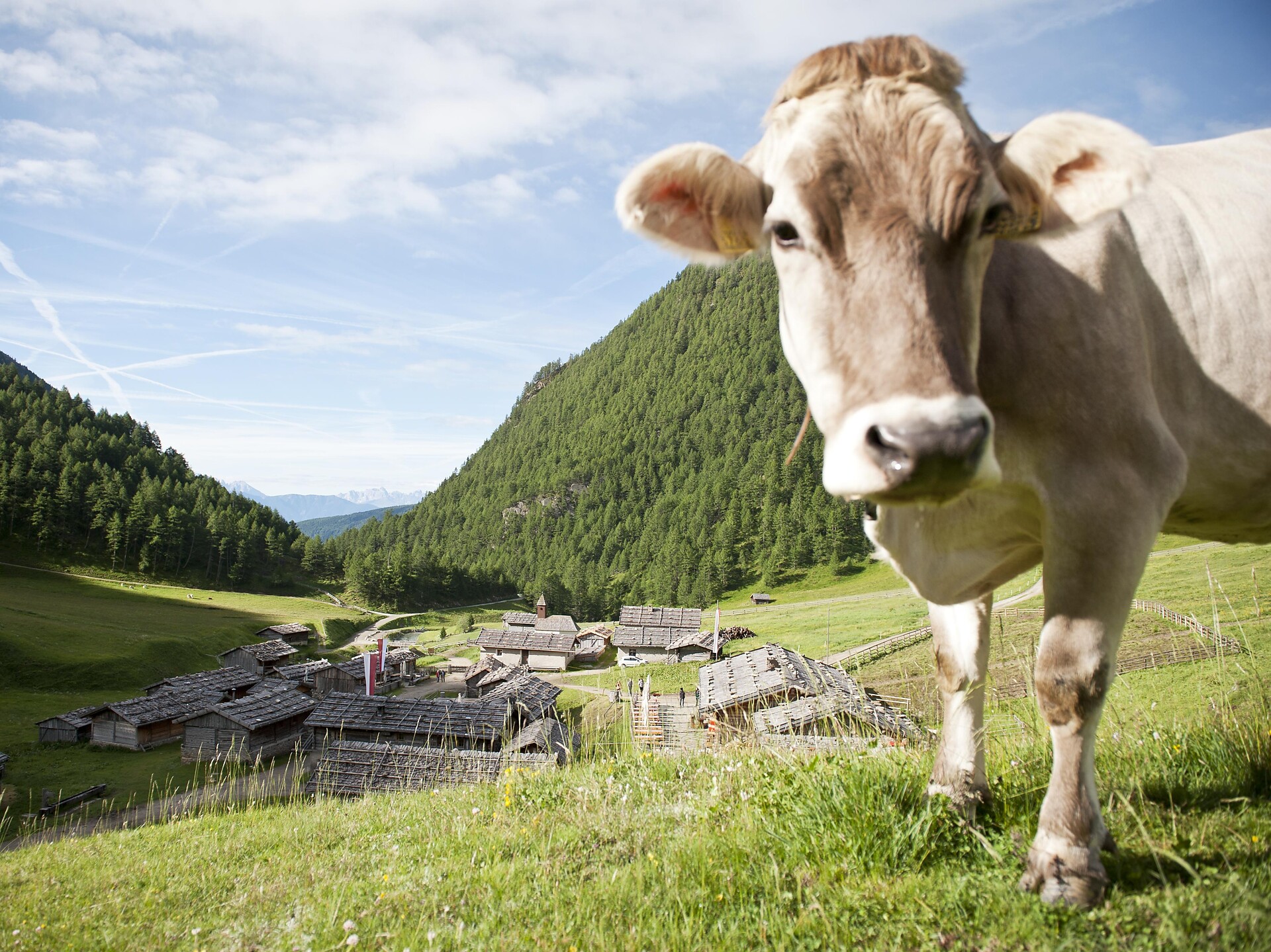 Malga Fane