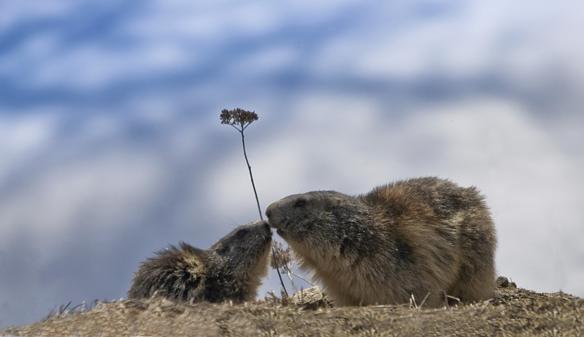 Climbing Ferrata Marmotta