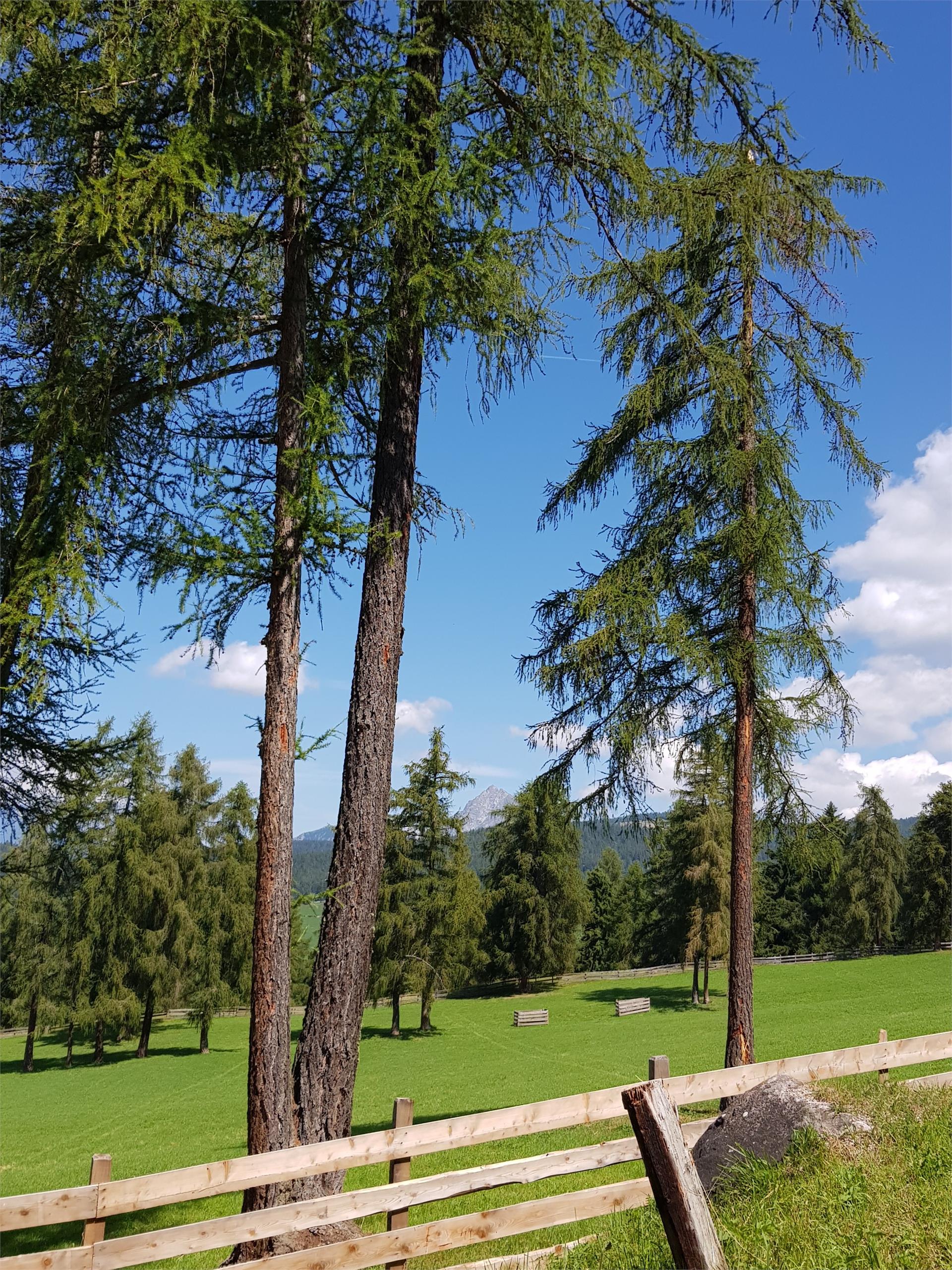 Sattlerhütte Mölten 4 suedtirol.info