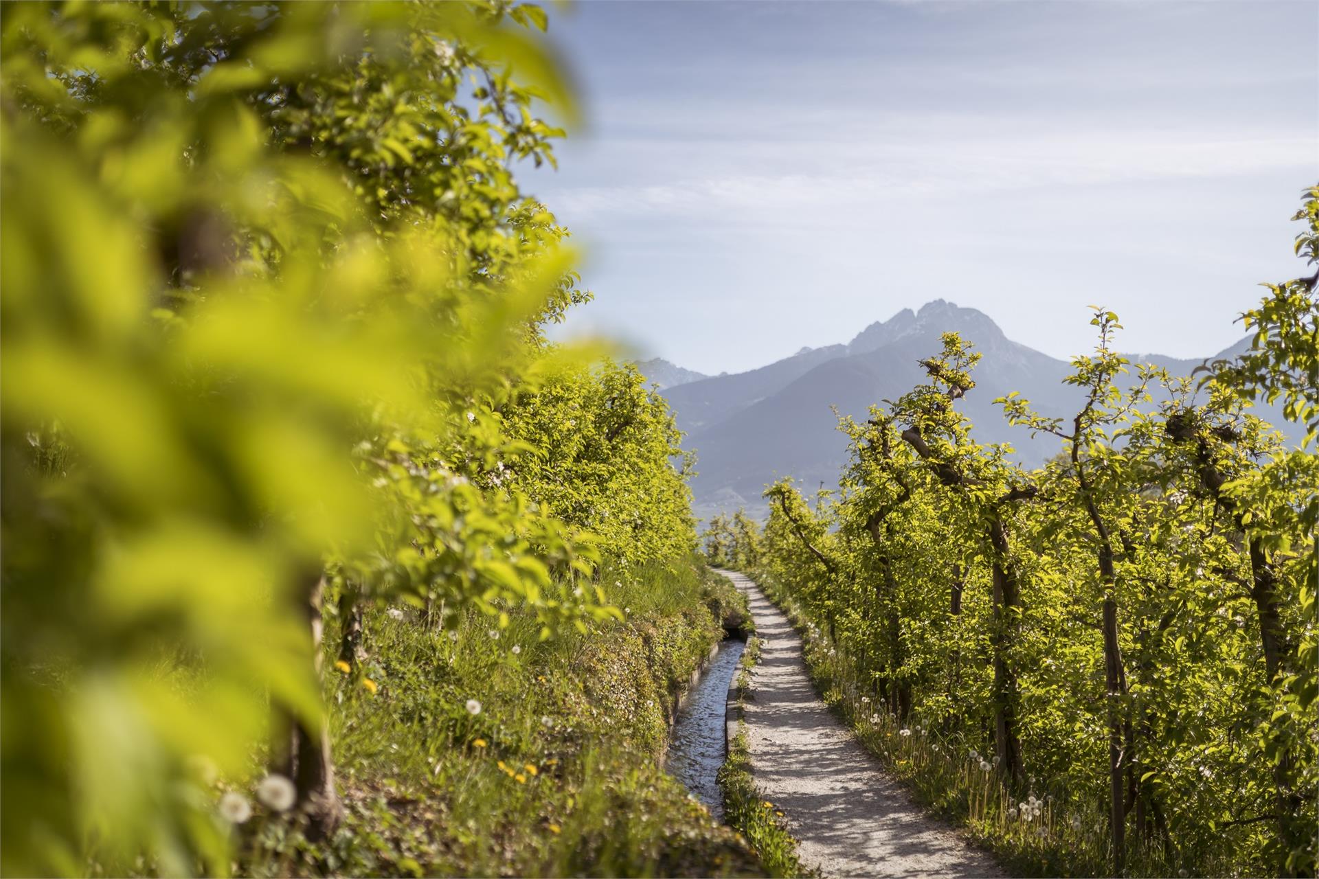 From Algund/Tell along the Marling Waalweg canal trail Algund/Lagundo 3 suedtirol.info