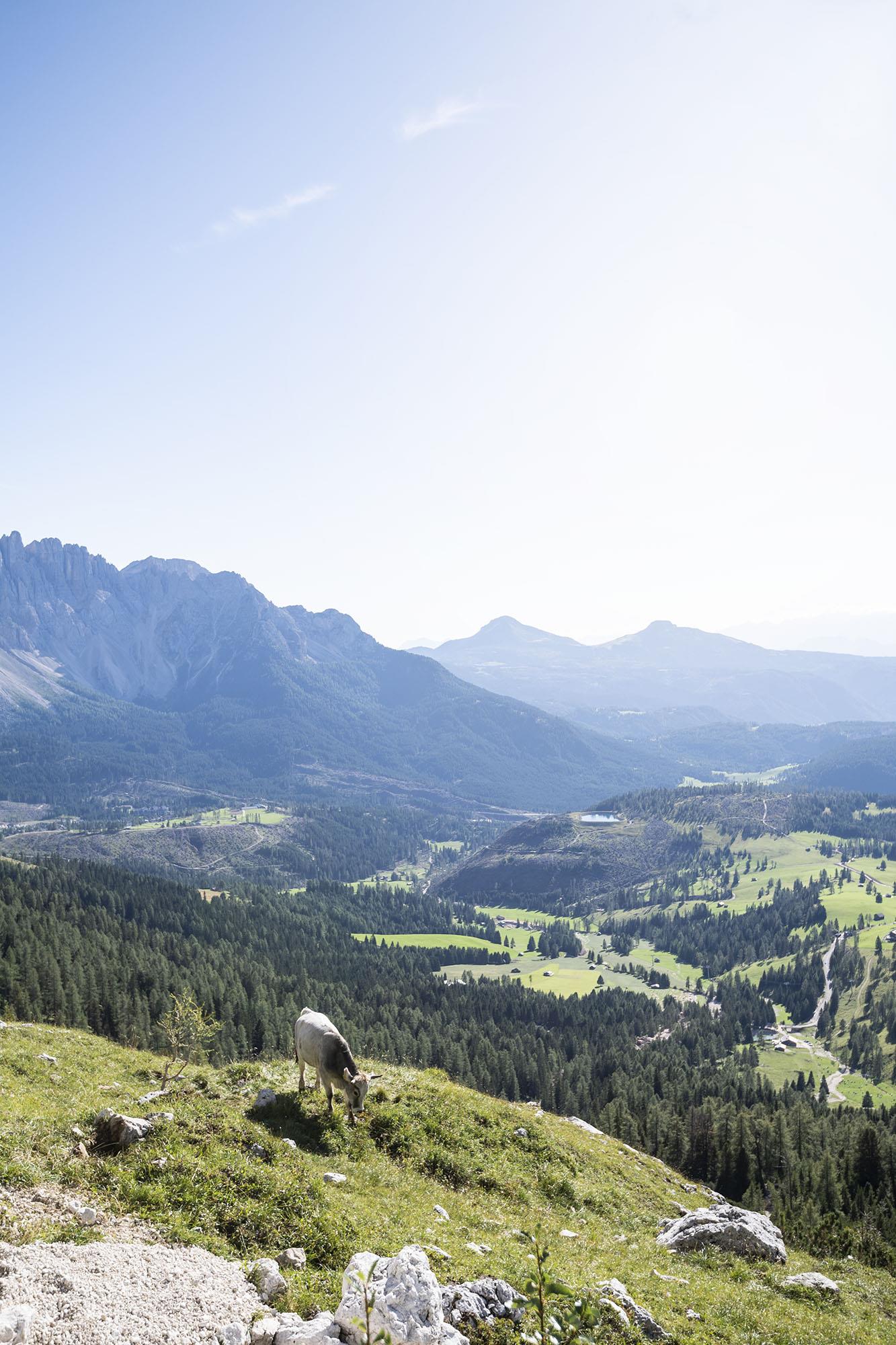 Trekking di più giorni "Sentiero Italia" - Tappa: Rif. Fronza A. Coronelle-San Cipriano (Tires) Nova Ponente 3 suedtirol.info