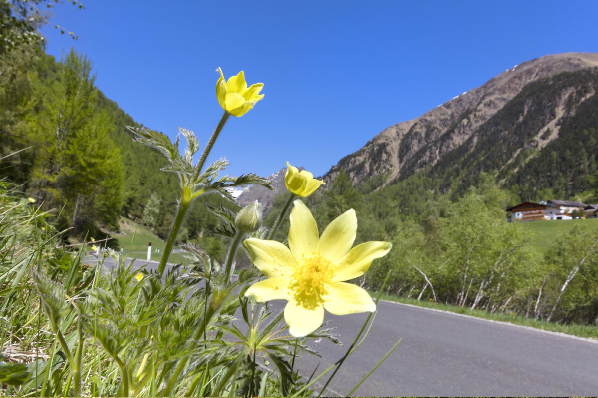 Tour alla Malga di Mazia Senales 3 suedtirol.info