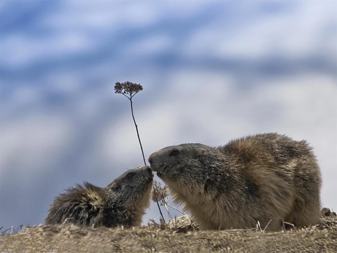 Ferrata Marmotta