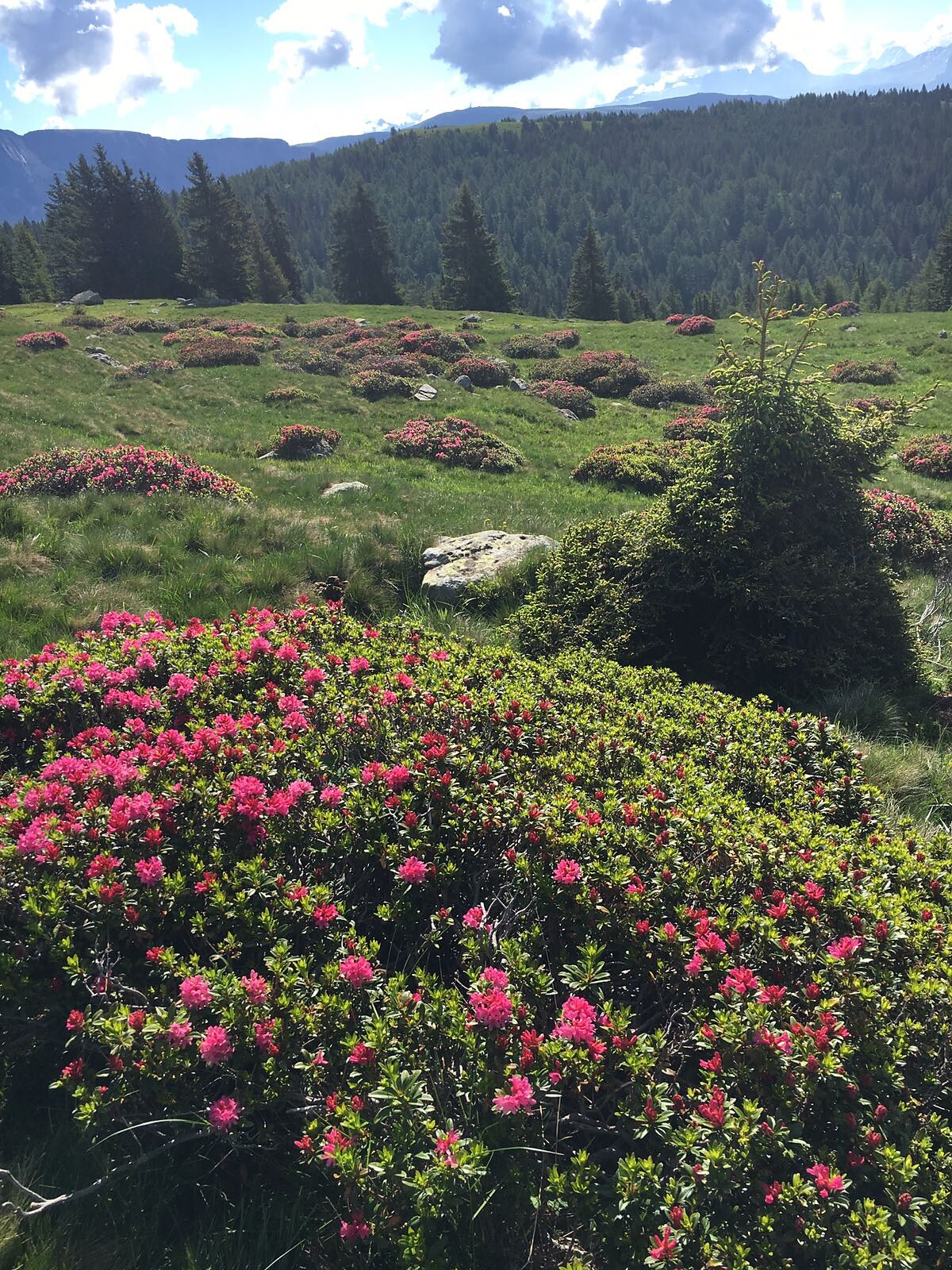 rosa alpina